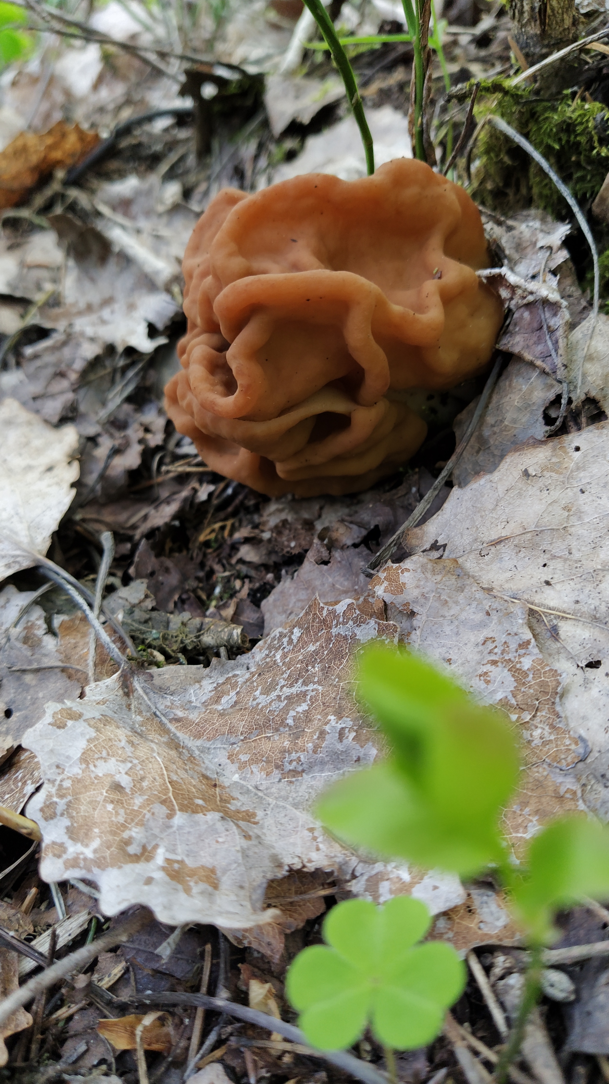 Near St. Petersburg the blackbirds have matured. And the mushrooms went - My, Leningrad region, Mushrooms, Birds, Thrush, Nest, Recipe, Longpost