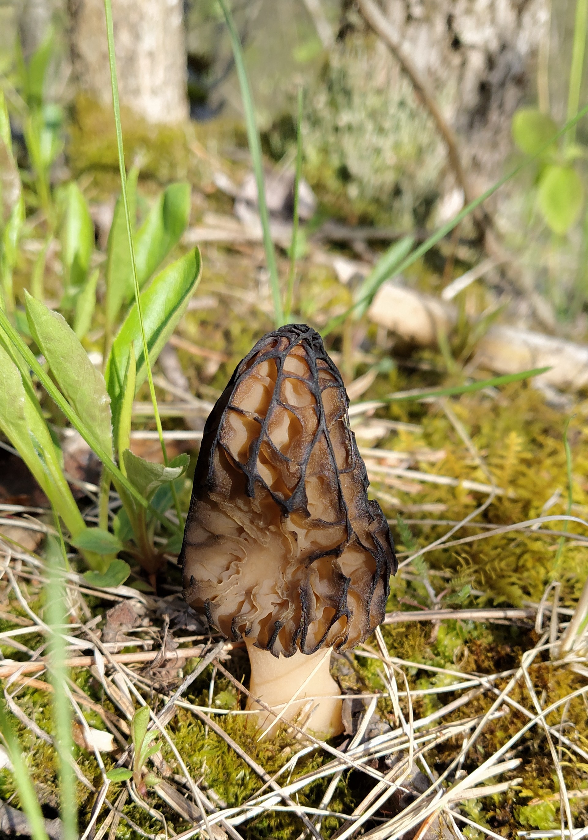 Near St. Petersburg the blackbirds have matured. And the mushrooms went - My, Leningrad region, Mushrooms, Birds, Thrush, Nest, Recipe, Longpost