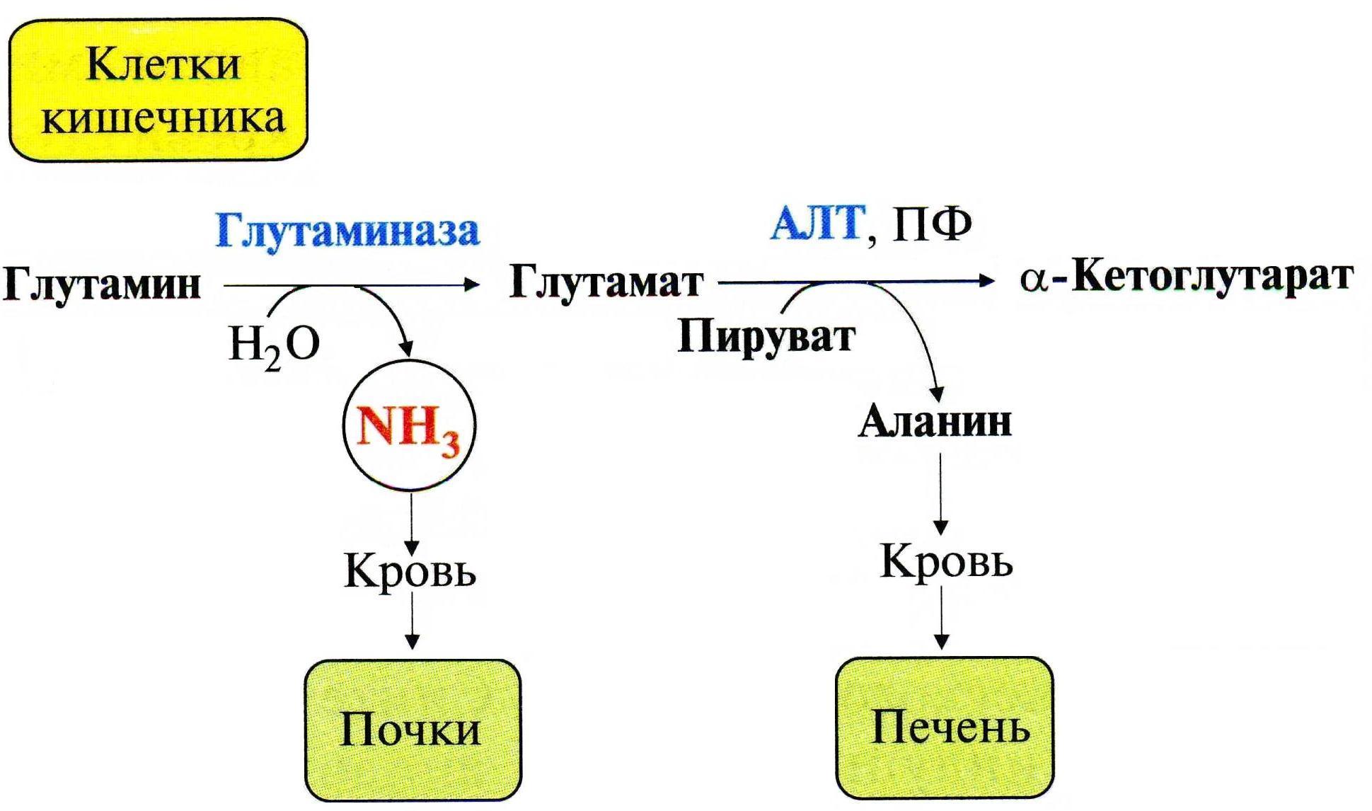 Глутамат натрия-вред или польза? - Глутамат натрия, Здоровье, Медицина, Пищевые добавки, Мифы, Вкусы, Усилители вкуса, Длиннопост