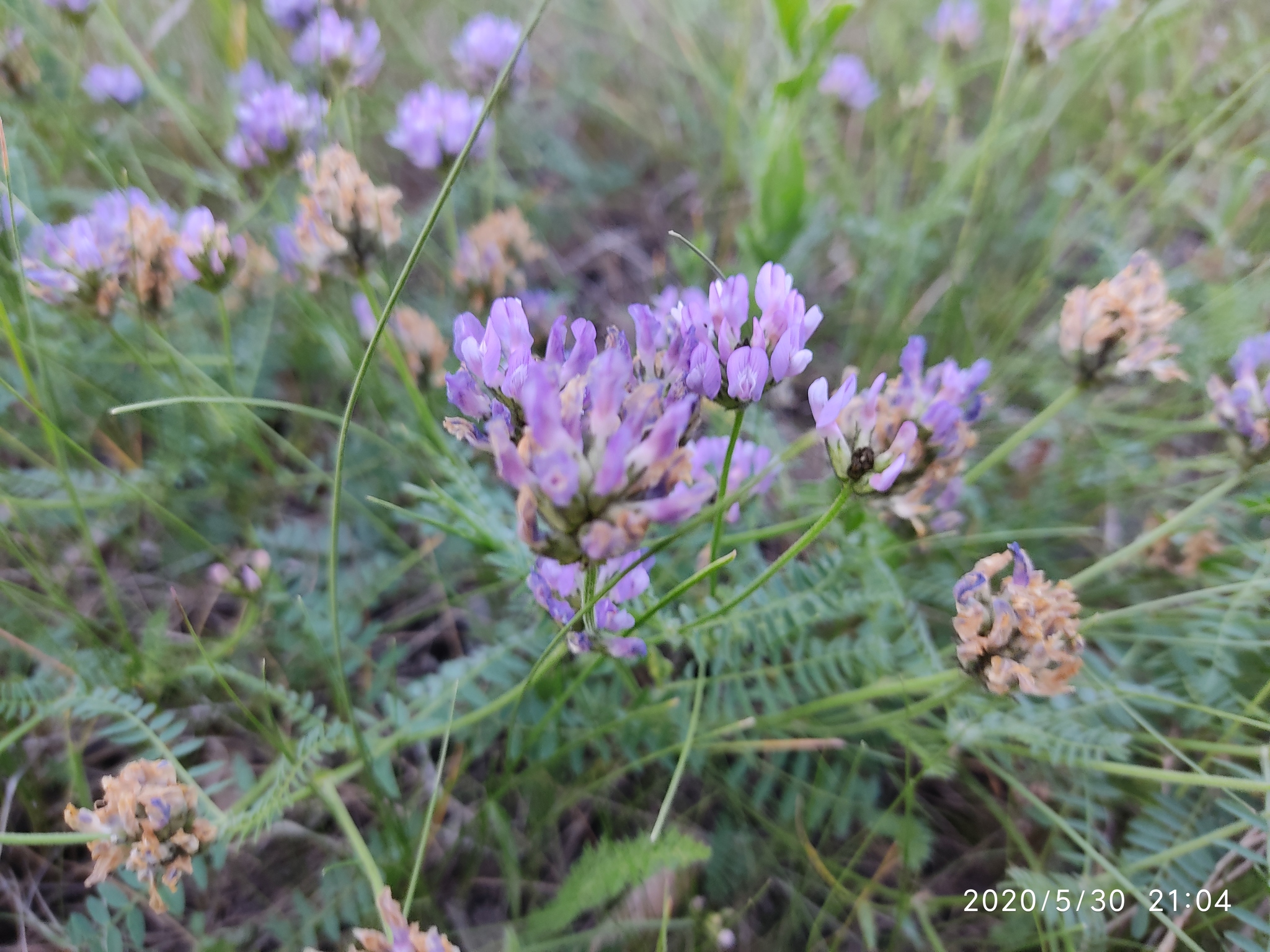 Flowers of the Urals - My, Flowers, Mobile photography, Meadow, edge, Longpost