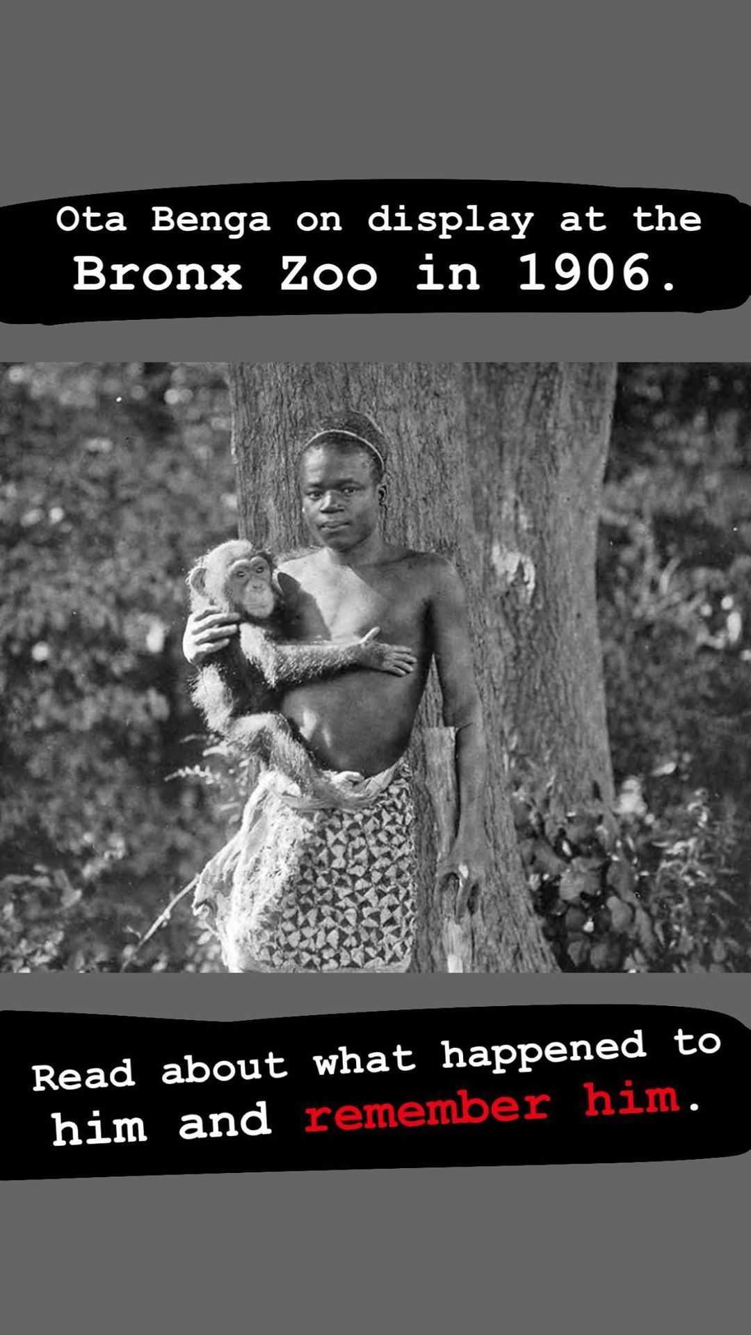 It was shown at the zoo - New York, Bronx, Black people, Zoo, Racism, 1906, USA, Racial Animosity