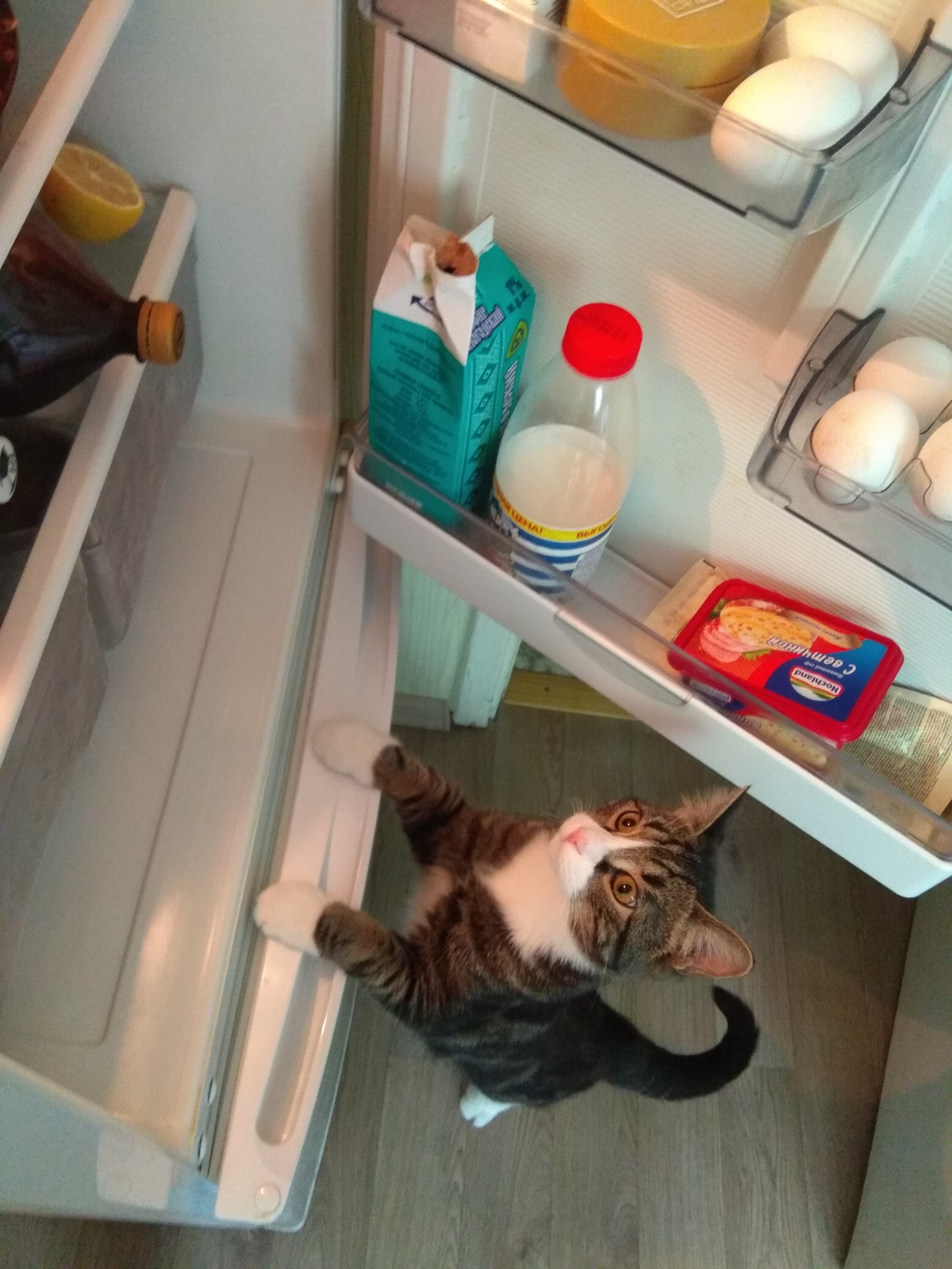 Just a hungry cat in your feed - My, cat, Refrigerator, Hunger, Cook, Kitchen, Longpost