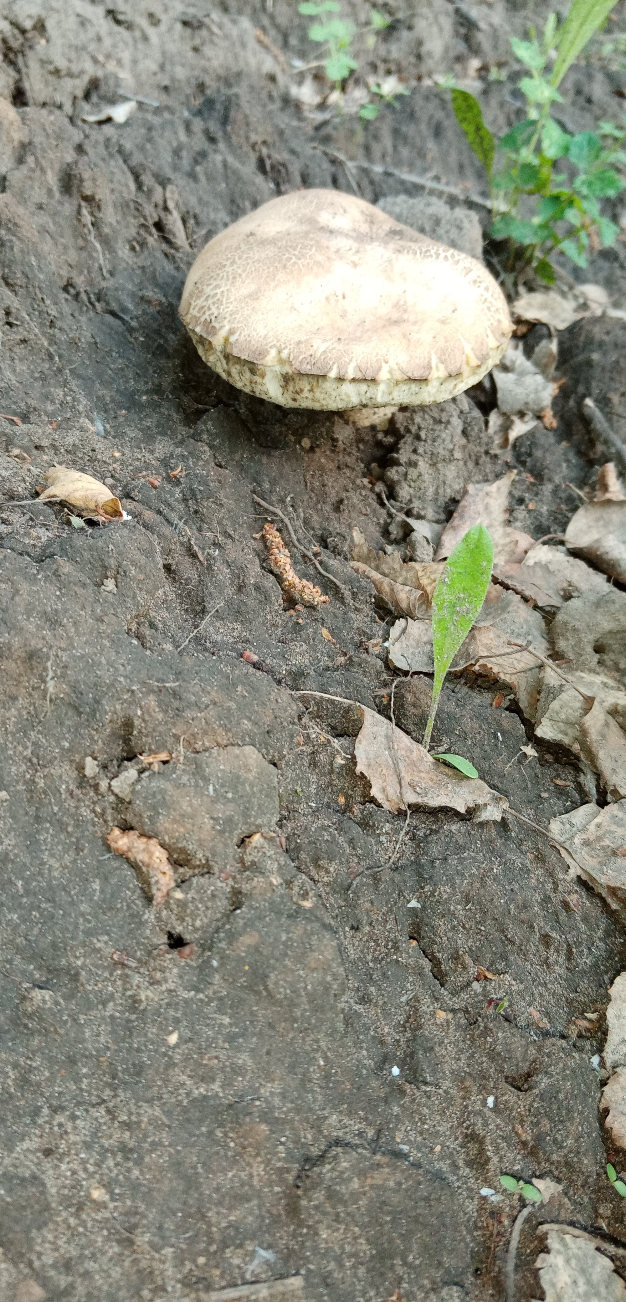 May mushrooms - My, Mushrooms, Nature, Longpost