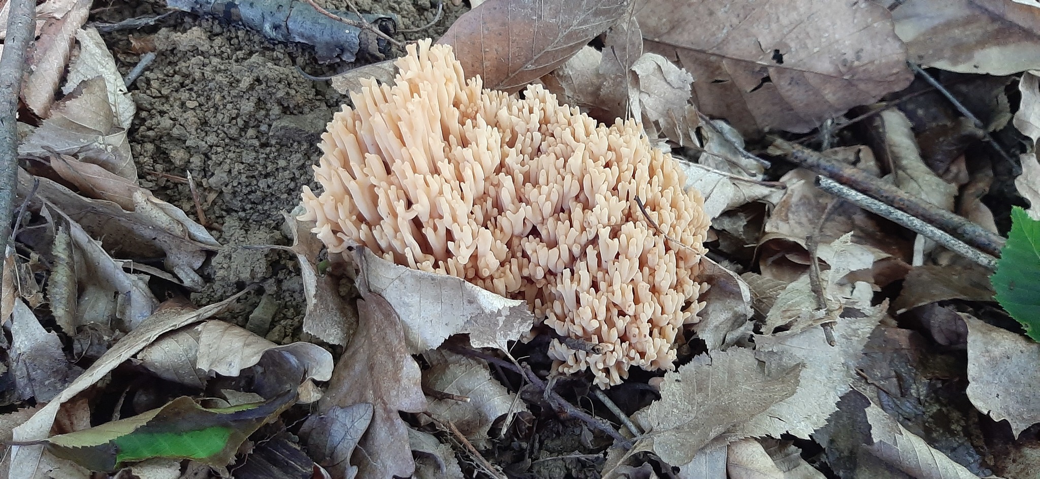 We took a short walk - My, Silent hunt, Mushrooms