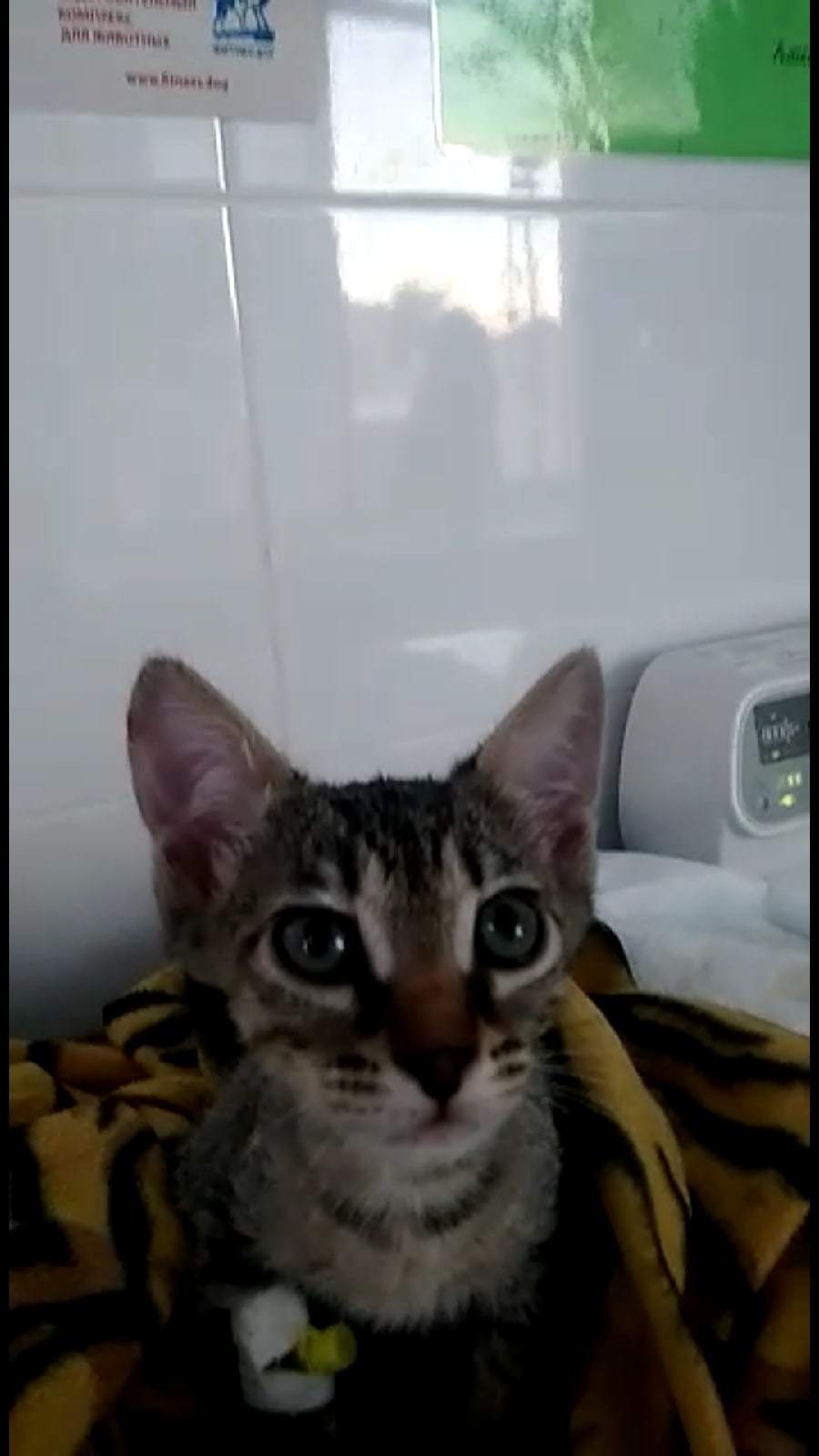 Kitten found in trash can | Ekaterinburg - My, Yekaterinburg, In good hands, cat, Animal Rescue, No rating, Video, Longpost