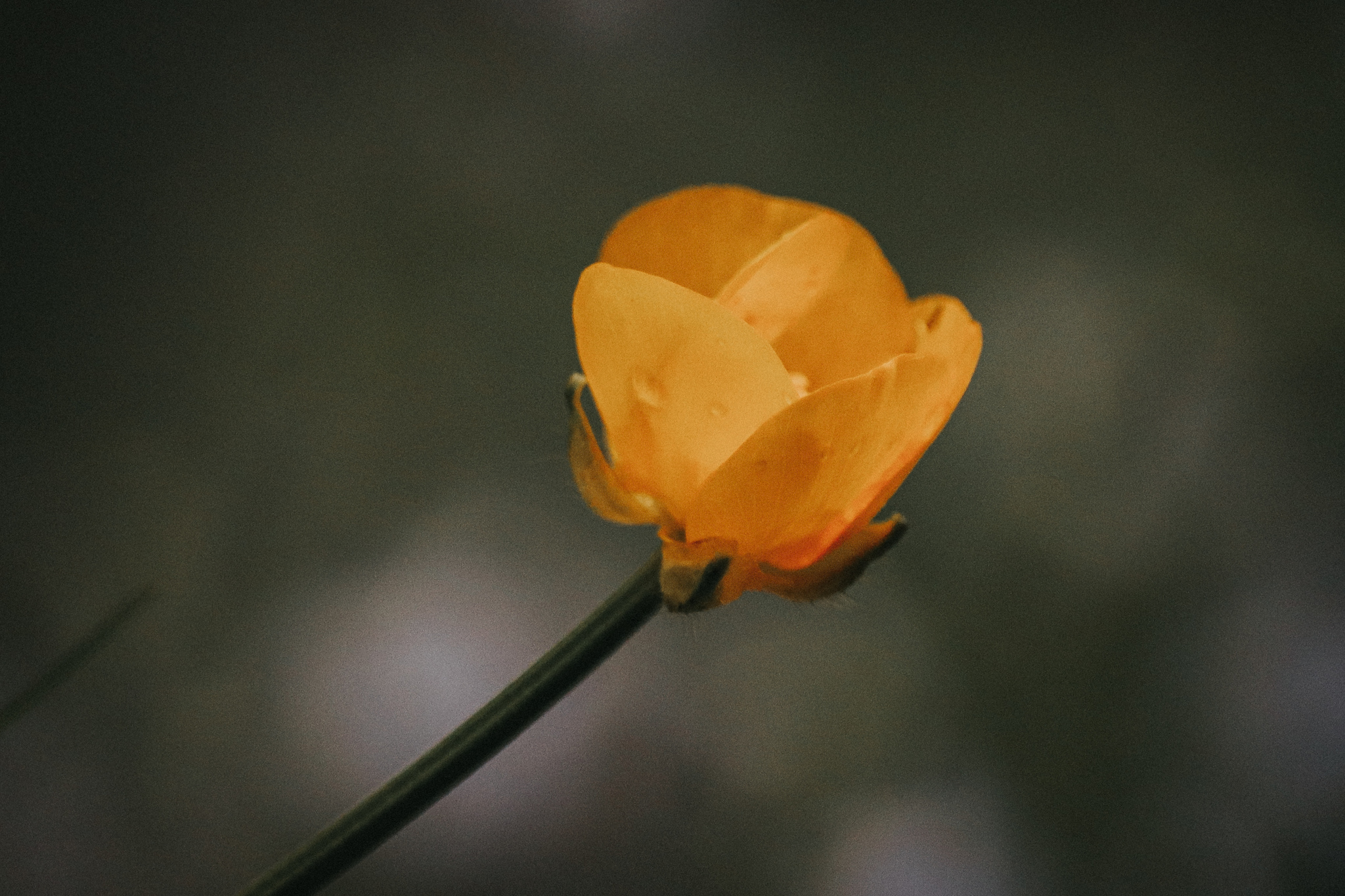 City flowers - My, The photo, Flowers, Canon 800D, Front garden, Plants, Nature, Longpost