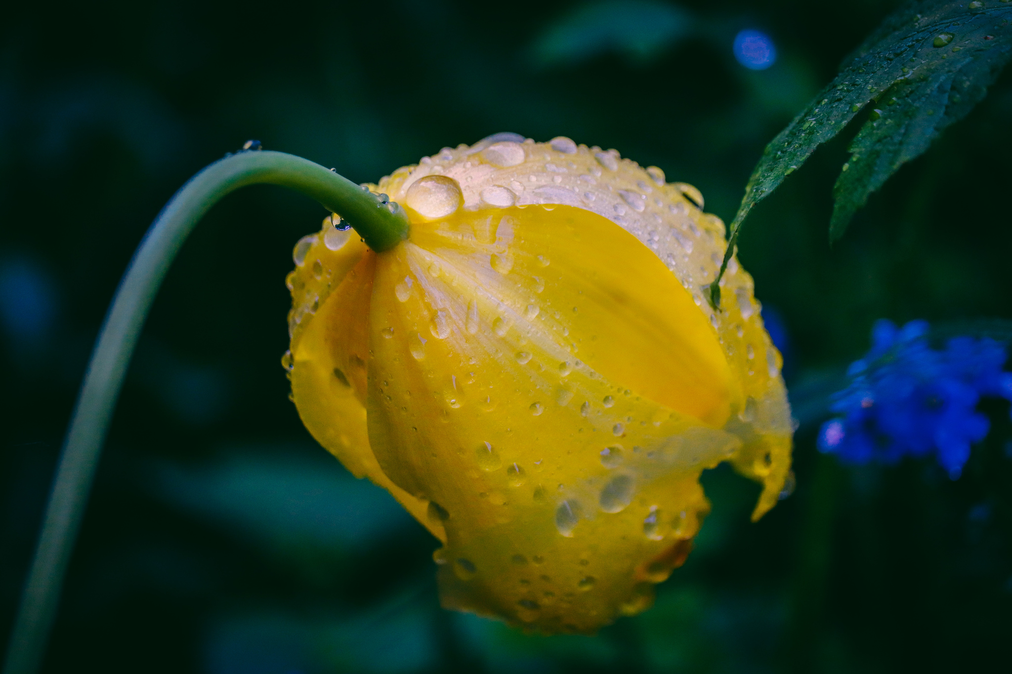 City flowers - My, The photo, Flowers, Canon 800D, Front garden, Plants, Nature, Longpost