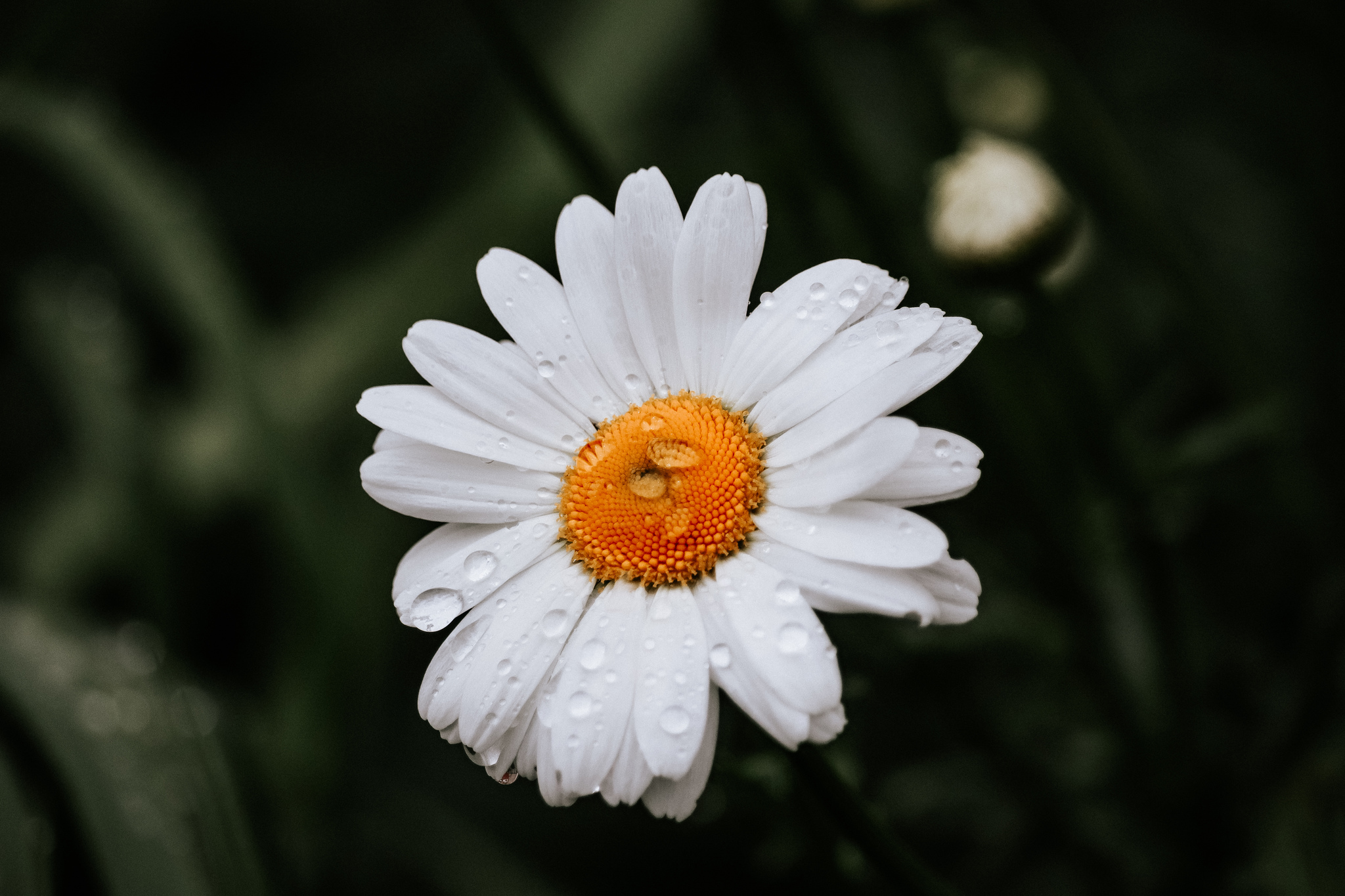 City flowers - My, The photo, Flowers, Canon 800D, Front garden, Plants, Nature, Longpost