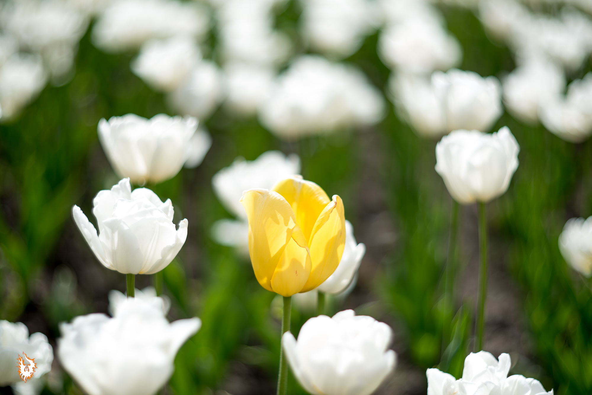 May day in Serpukhov and a cat - My, Tulips, Serpukhov, Flower bed, cat, May, Helios 40, Longpost