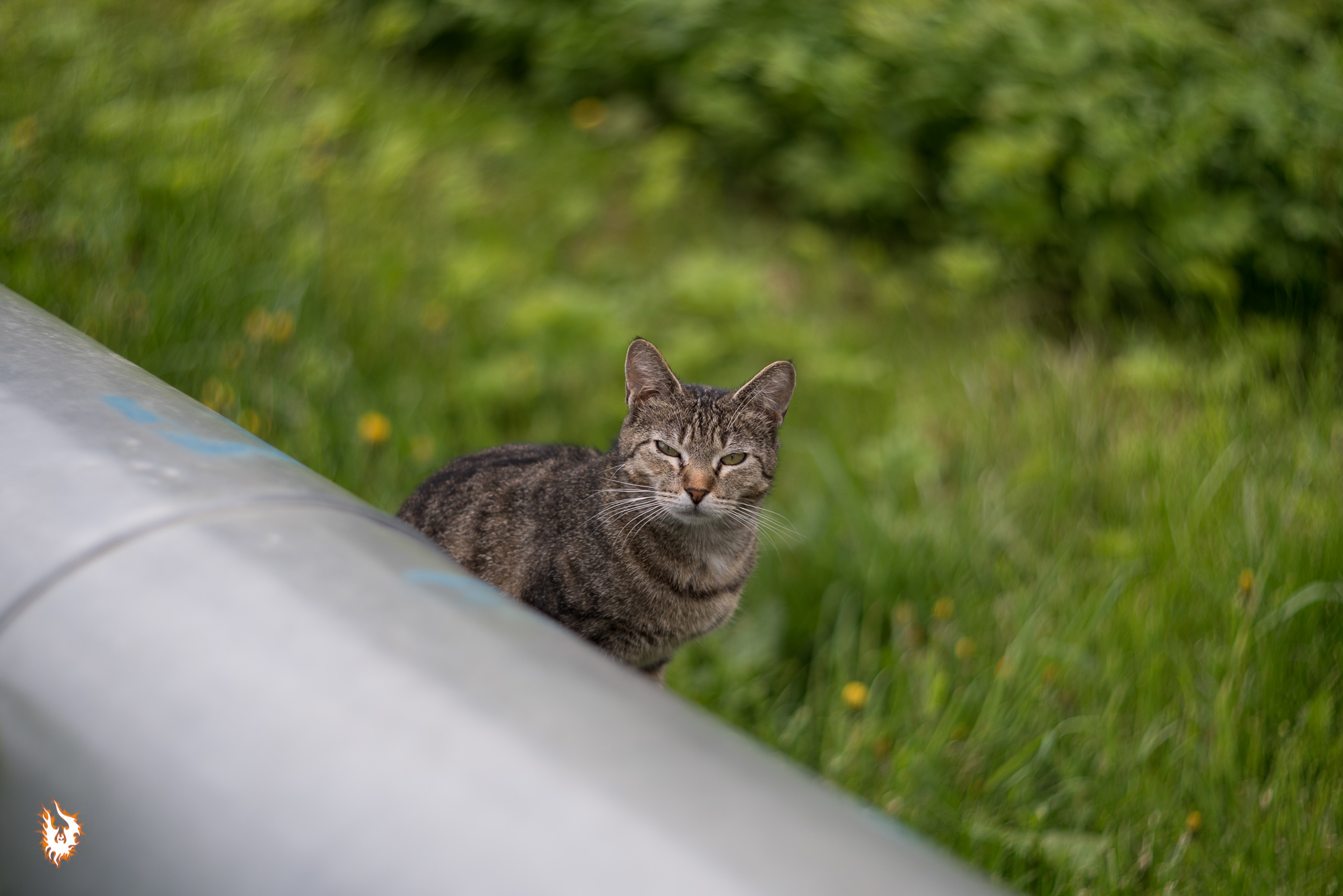 May day in Serpukhov and a cat - My, Tulips, Serpukhov, Flower bed, cat, May, Helios 40, Longpost