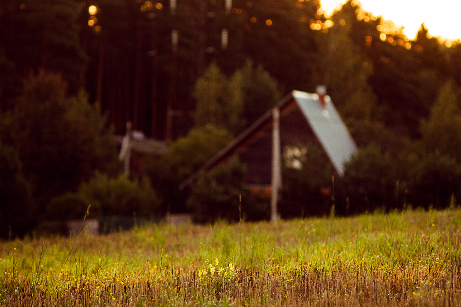 Summer near Moscow in a retro Carl Zeiss lens from the 30s - My, The photo, Carl Zeiss, Canon 60d, Jupiter-37, Nature, The nature of Russia, Flowers, Soviet lenses, Longpost