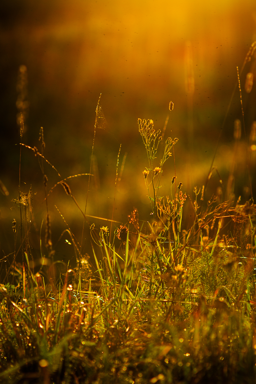 Summer near Moscow in a retro Carl Zeiss lens from the 30s - My, The photo, Carl Zeiss, Canon 60d, Jupiter-37, Nature, The nature of Russia, Flowers, Soviet lenses, Longpost