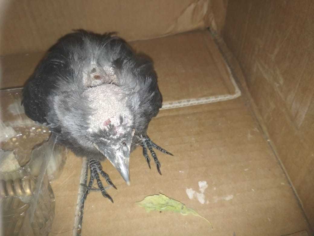 I feel sorry for the bird - My, Crow, Probably, Longpost, Animal Rescue, Birds