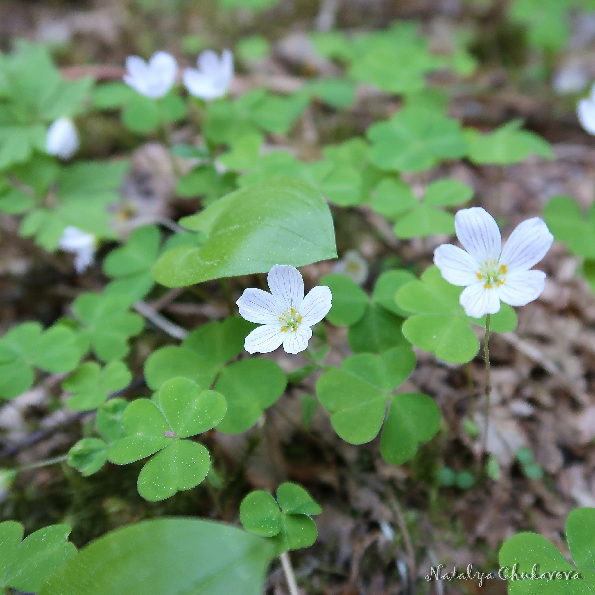 Mushrooms of the Vyborg district of Leningrad Region, 05/30/2020 - My, Mushrooms, Mushroom pickers, Stitch, Violets, Oxalis, Longpost