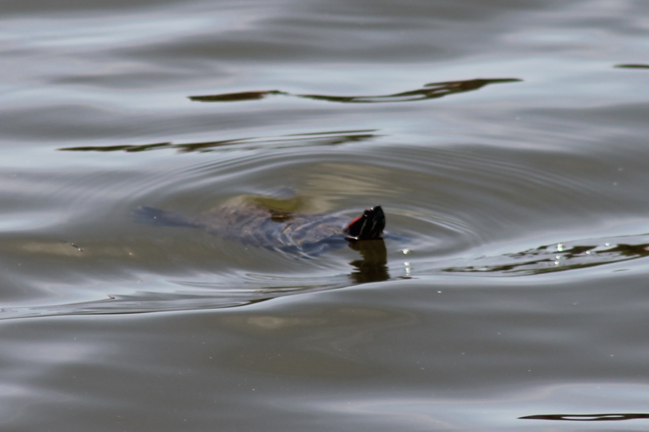 Red-eared turtle in the lake - Kazan, Lake Kaban, Turtle, Longpost