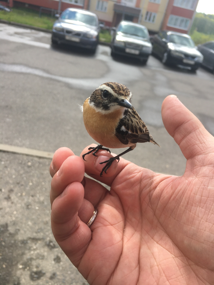 Birds again - My, Birds, Milota, Photo on sneaker, Longpost