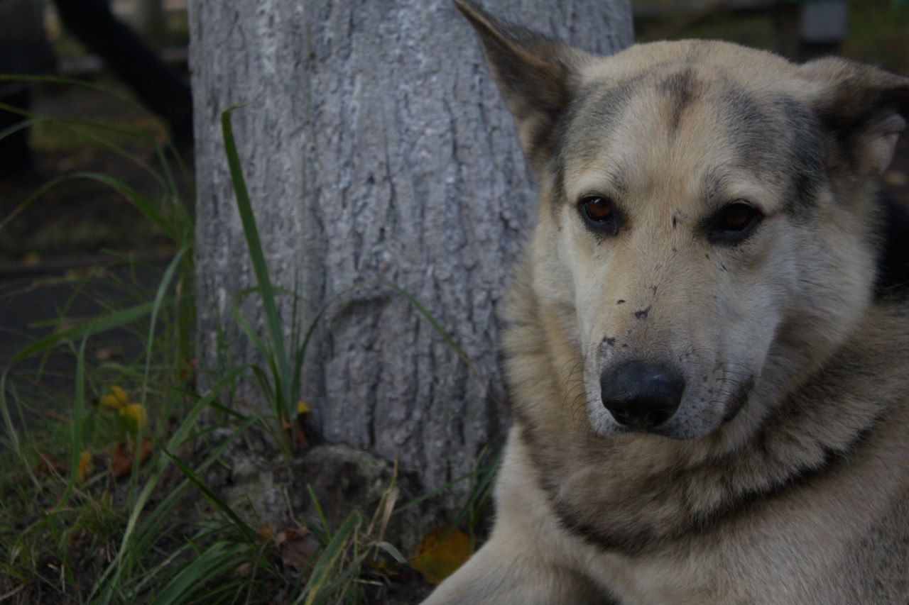 Reply to the post “He taught us to be human” - My, Novaya Ladoga, Dogs and people, sights, Kindness, Video, Reply to post, Longpost, Dog