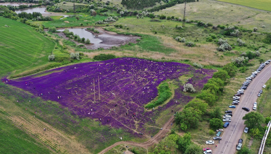 Purple Fields 2.0 - My, Delphinium, Lavender, The photo, Quarantine, Longpost