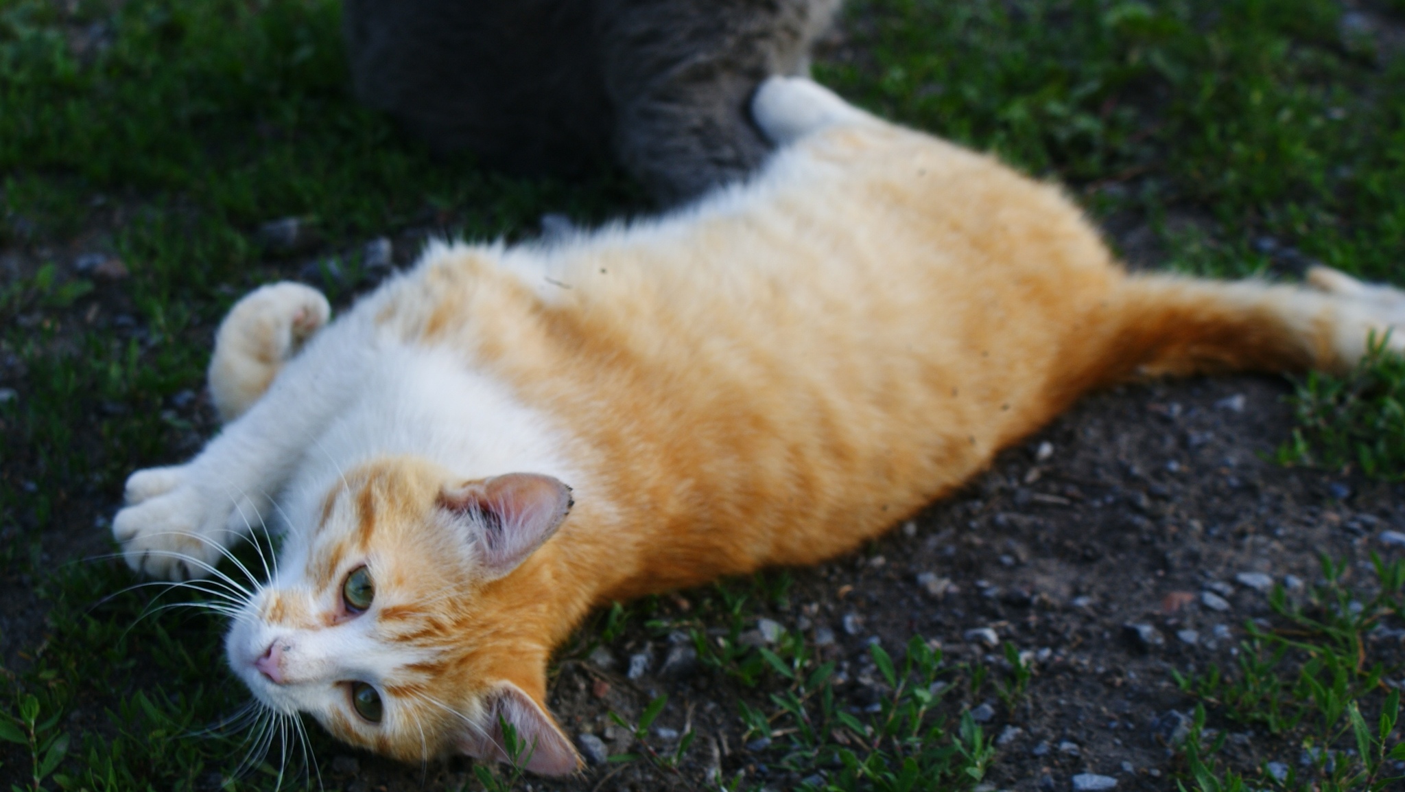 Summer day in the village - My, Creation, House in the village, Pets, Village, Heifer, cat, Dog, Baranych, Longpost