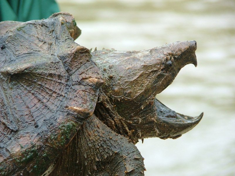 Alligator among turtles - Turtle, Vulture turtle, Bite, wildlife, Video, Longpost