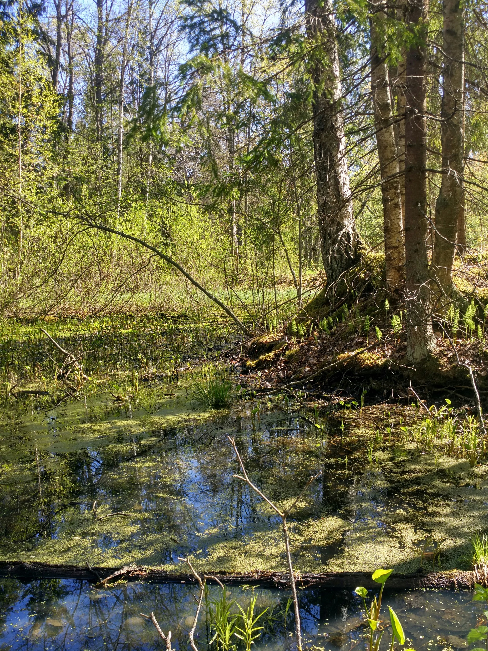 Through the forests and swamps of the Leningrad Region - My, Travels, Leningrad region, Forest, Saint Petersburg, Hike, Tourism, Nature, Longpost