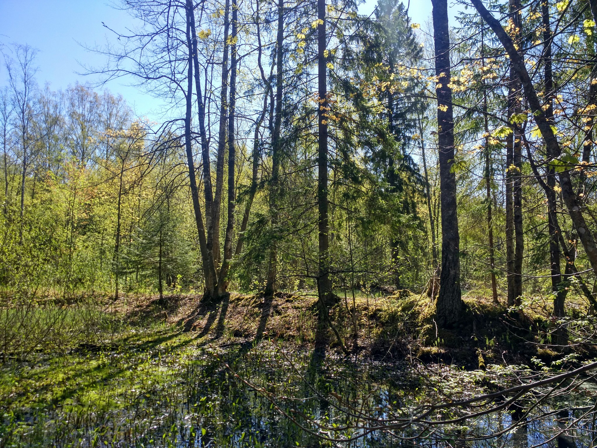 Through the forests and swamps of the Leningrad Region - My, Travels, Leningrad region, Forest, Saint Petersburg, Hike, Tourism, Nature, Longpost