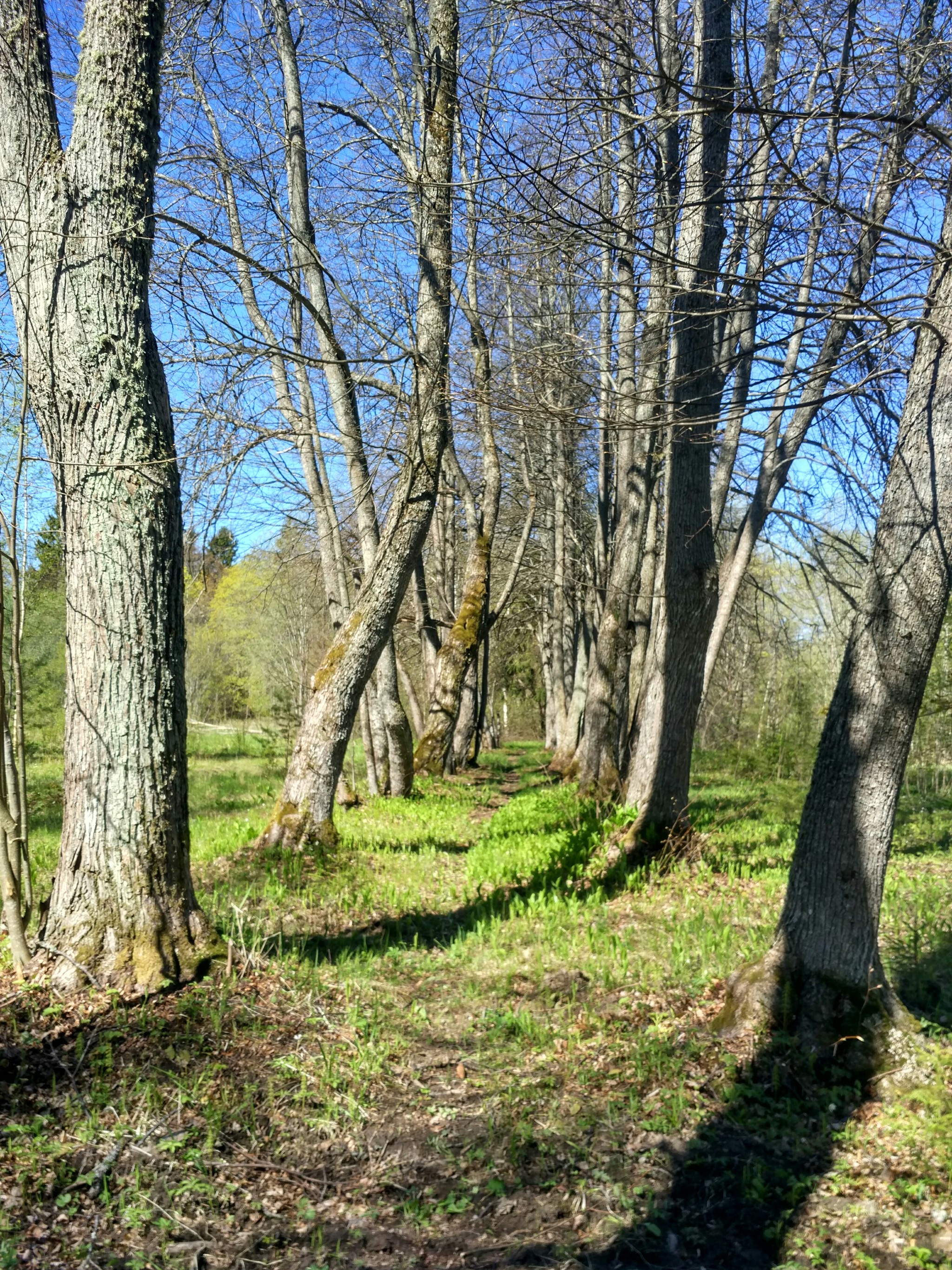 Through the forests and swamps of the Leningrad Region - My, Travels, Leningrad region, Forest, Saint Petersburg, Hike, Tourism, Nature, Longpost