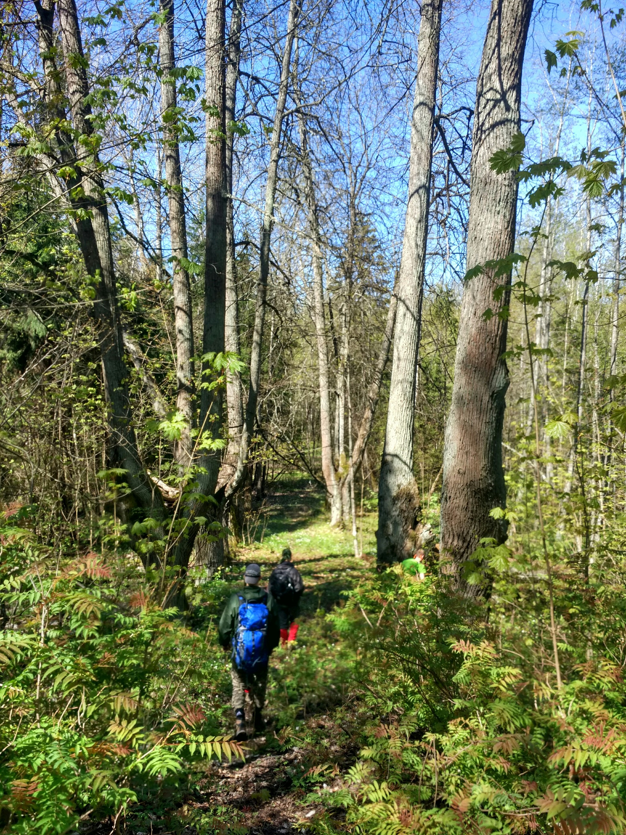 Through the forests and swamps of the Leningrad Region - My, Travels, Leningrad region, Forest, Saint Petersburg, Hike, Tourism, Nature, Longpost