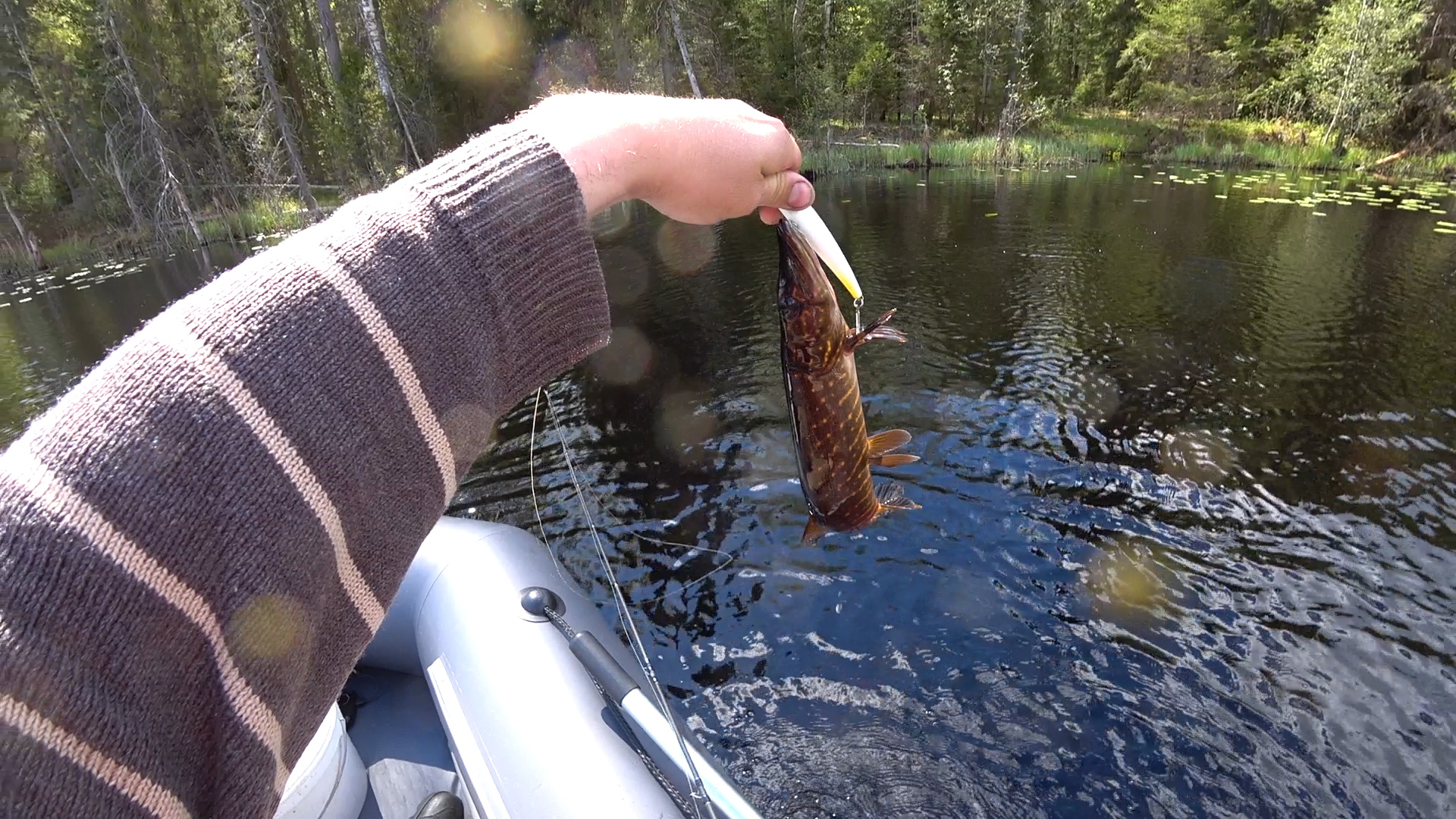 Pike hunting on a forest lake - My, Pike, A fish, Fishing, Spinning, Video, Longpost