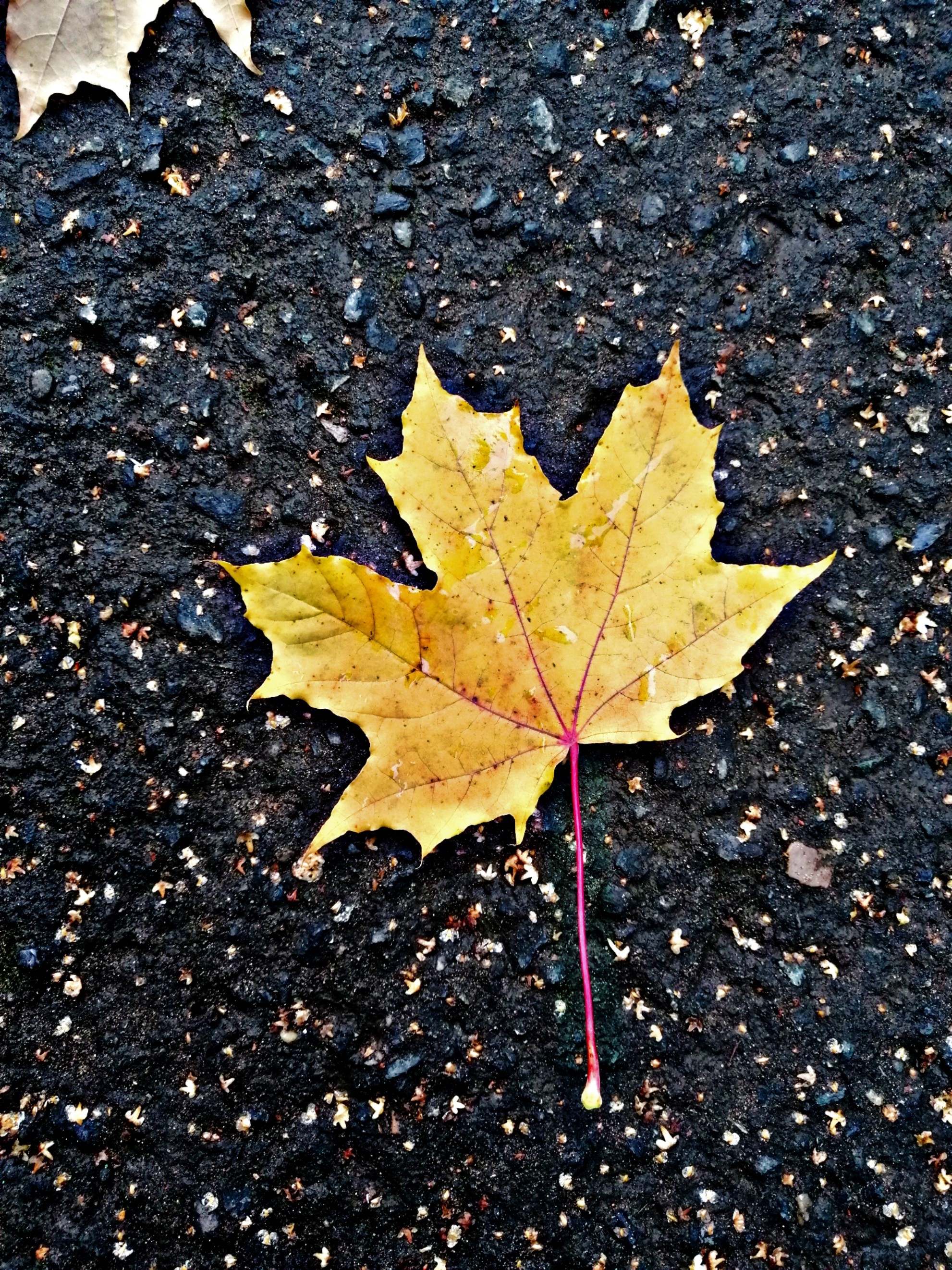 Autumn - My, Autumn, Maple, Sheet, Mobile photography