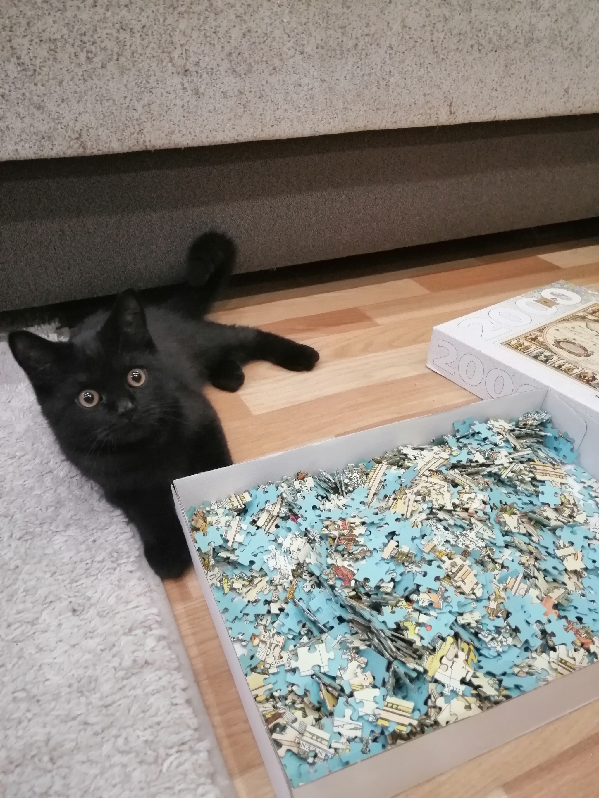 Puzzle 2000 pieces (but this is not accurate) - My, Puzzle, cat, Longpost