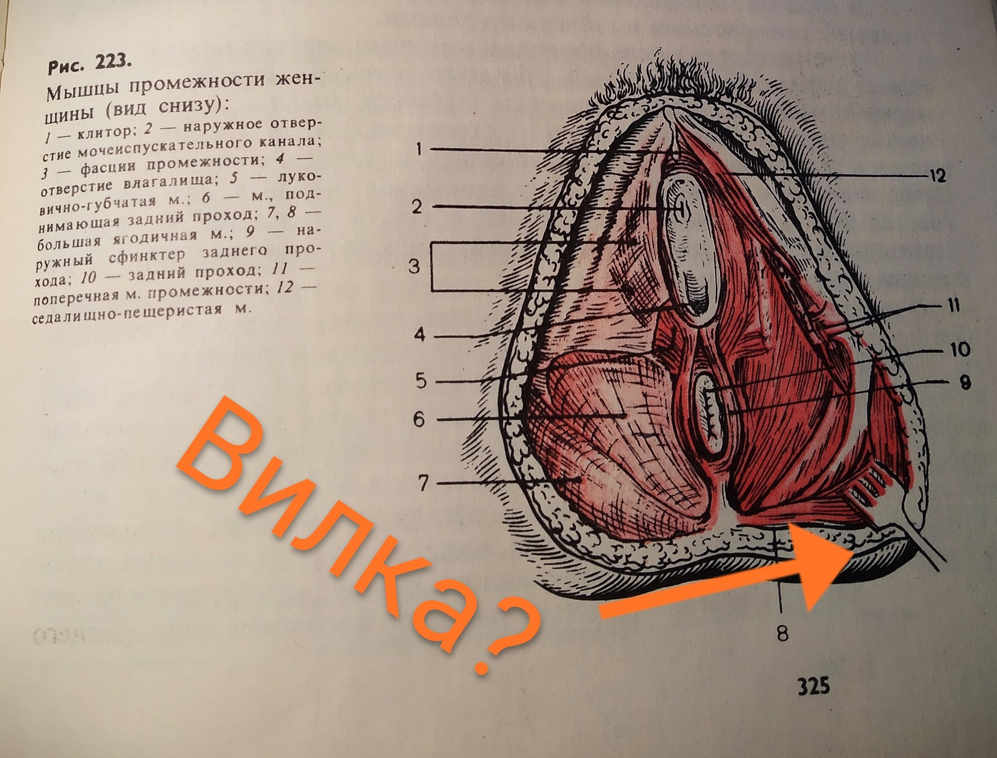 Pathologist's dinner in the USSR - NSFW, My, Anatomy, Spoon-fork, Humor