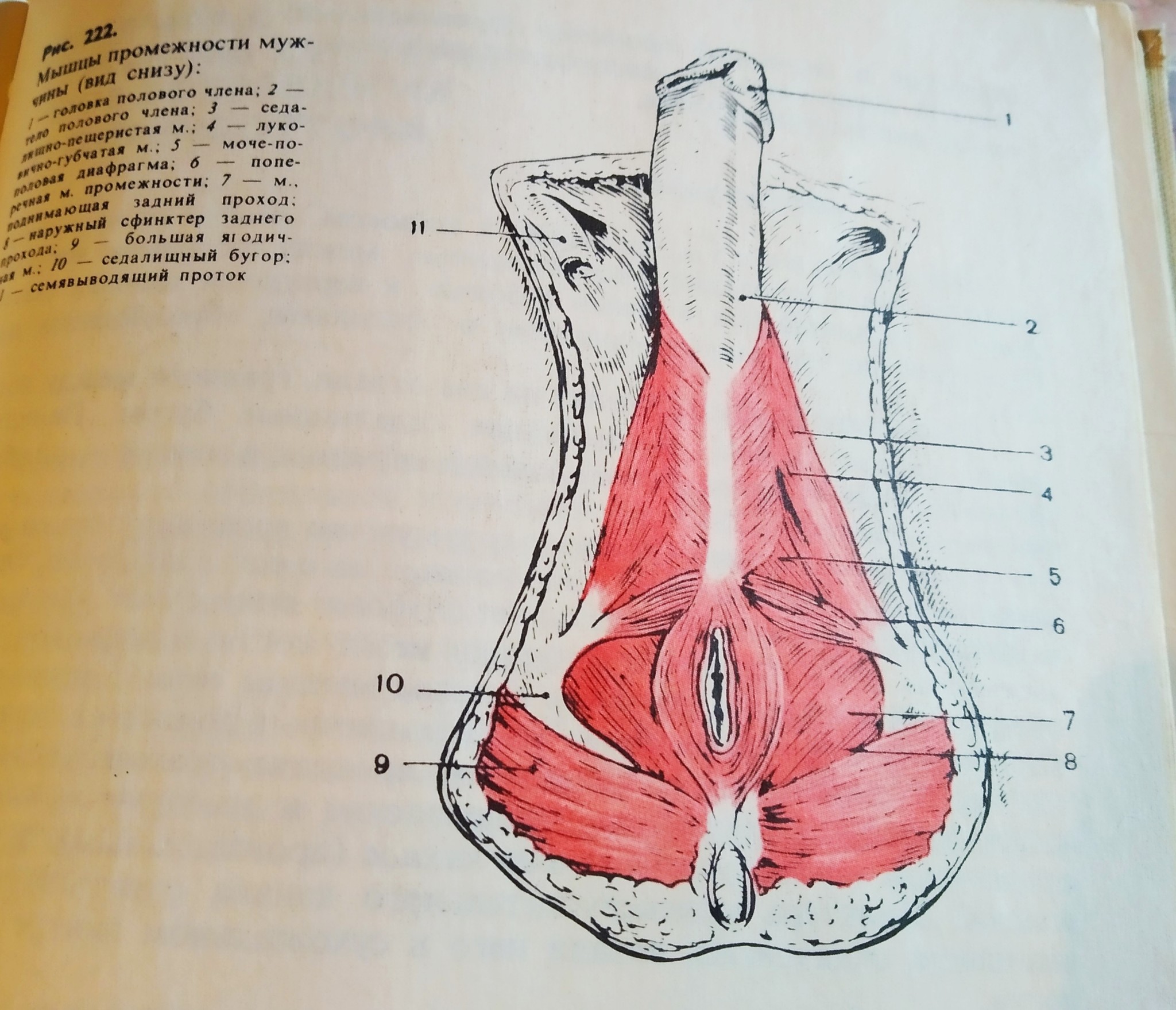 Pathologist's dinner in the USSR - NSFW, My, Anatomy, Spoon-fork, Humor