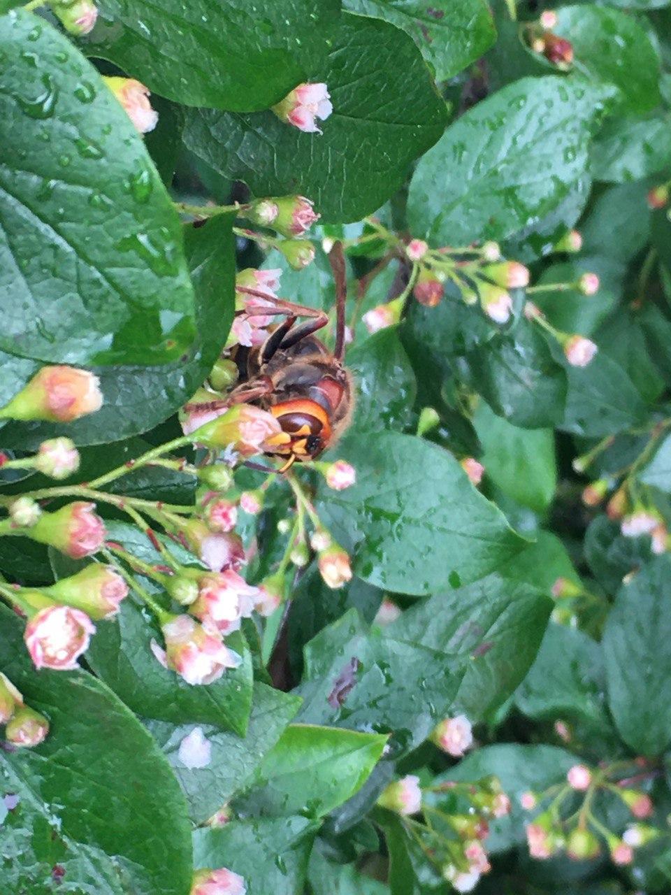 Who are you, creature? - My, Insects, Hornet, Giants, Suddenly, Longpost