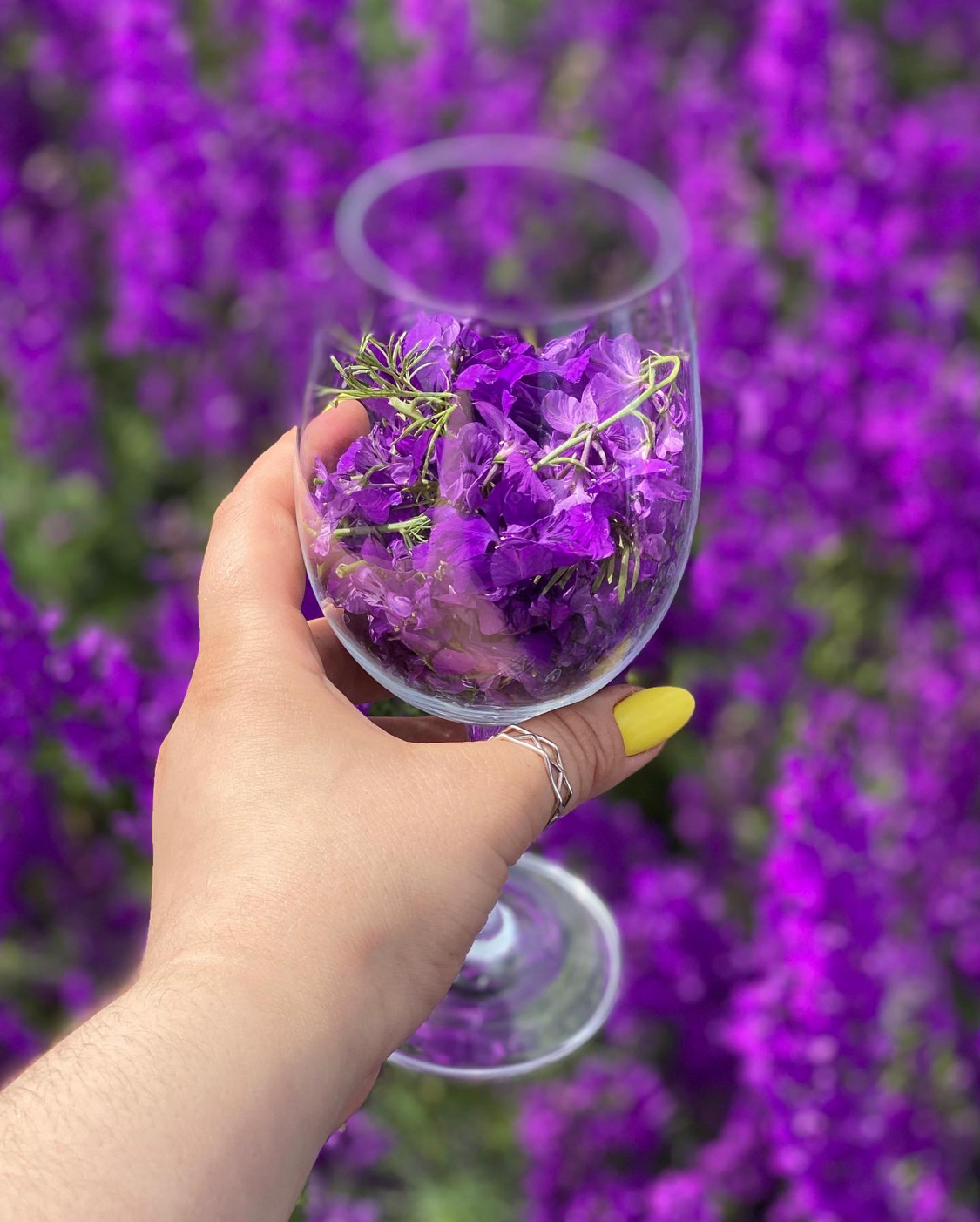 Purple Fields 2.0 - My, Delphinium, Lavender, The photo, Quarantine, Longpost