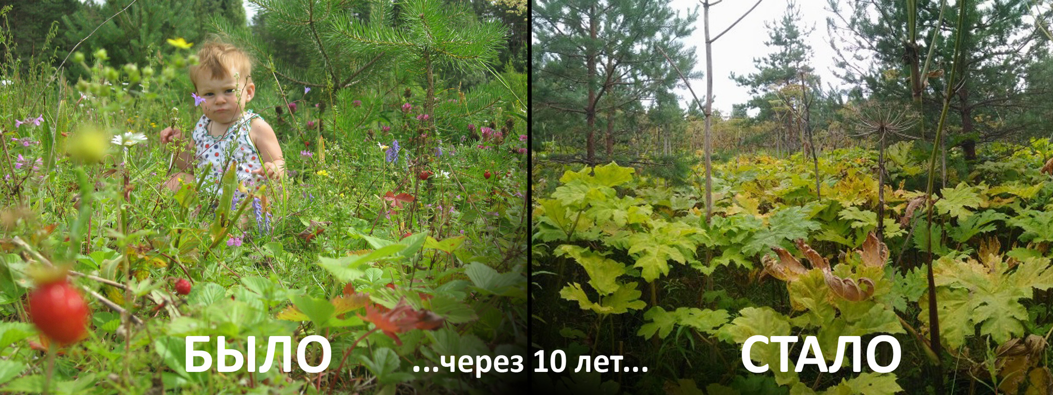 Hogweed Sosnovsky: it was and became - My, Letters, Hogweed, The photo, It Was-It Was, How it was, Nature, Ecology