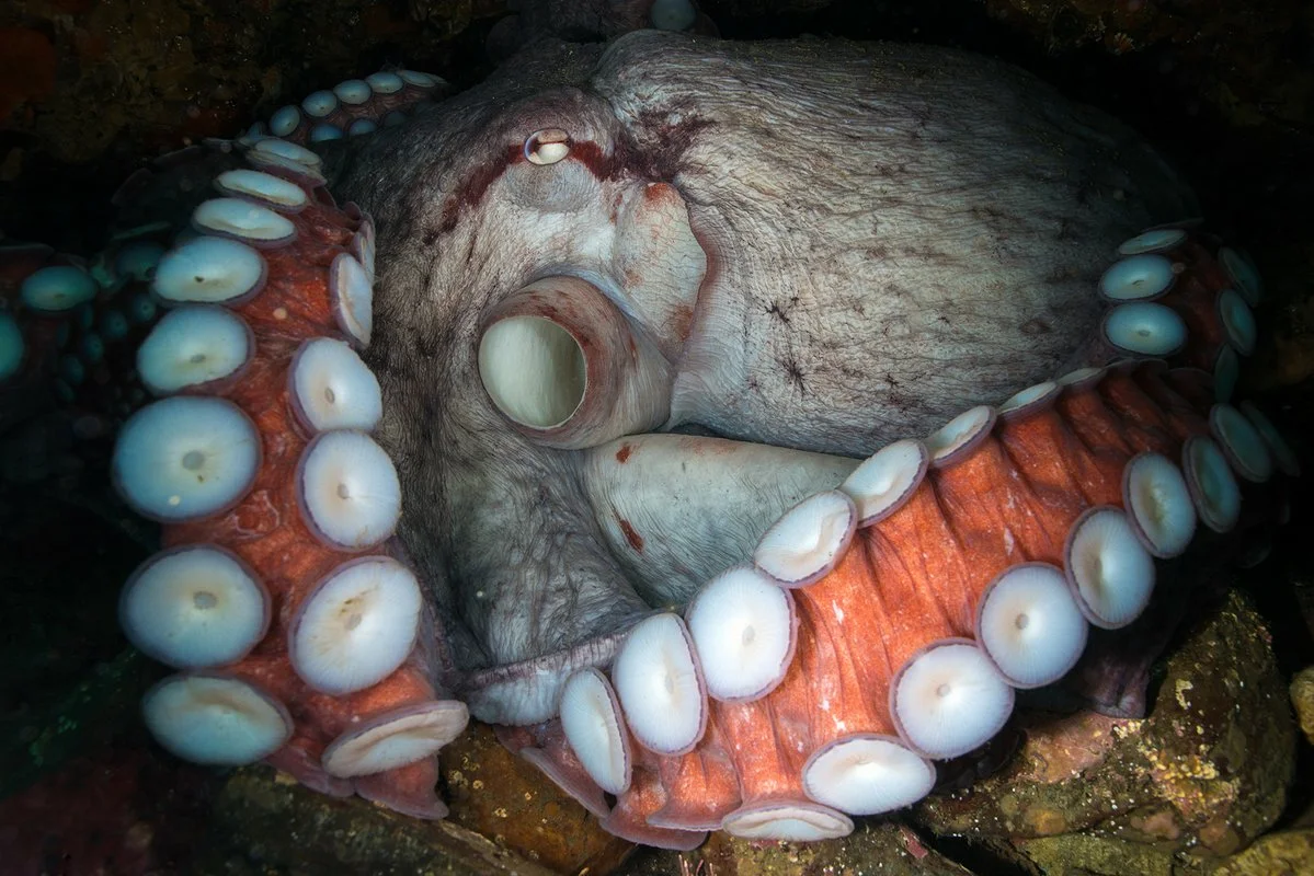 Giant Octopus: 3 hearts, blue blood, 9 brains. Lifestyle of the largest octopus! - Octopus, Animals, GIF, Longpost