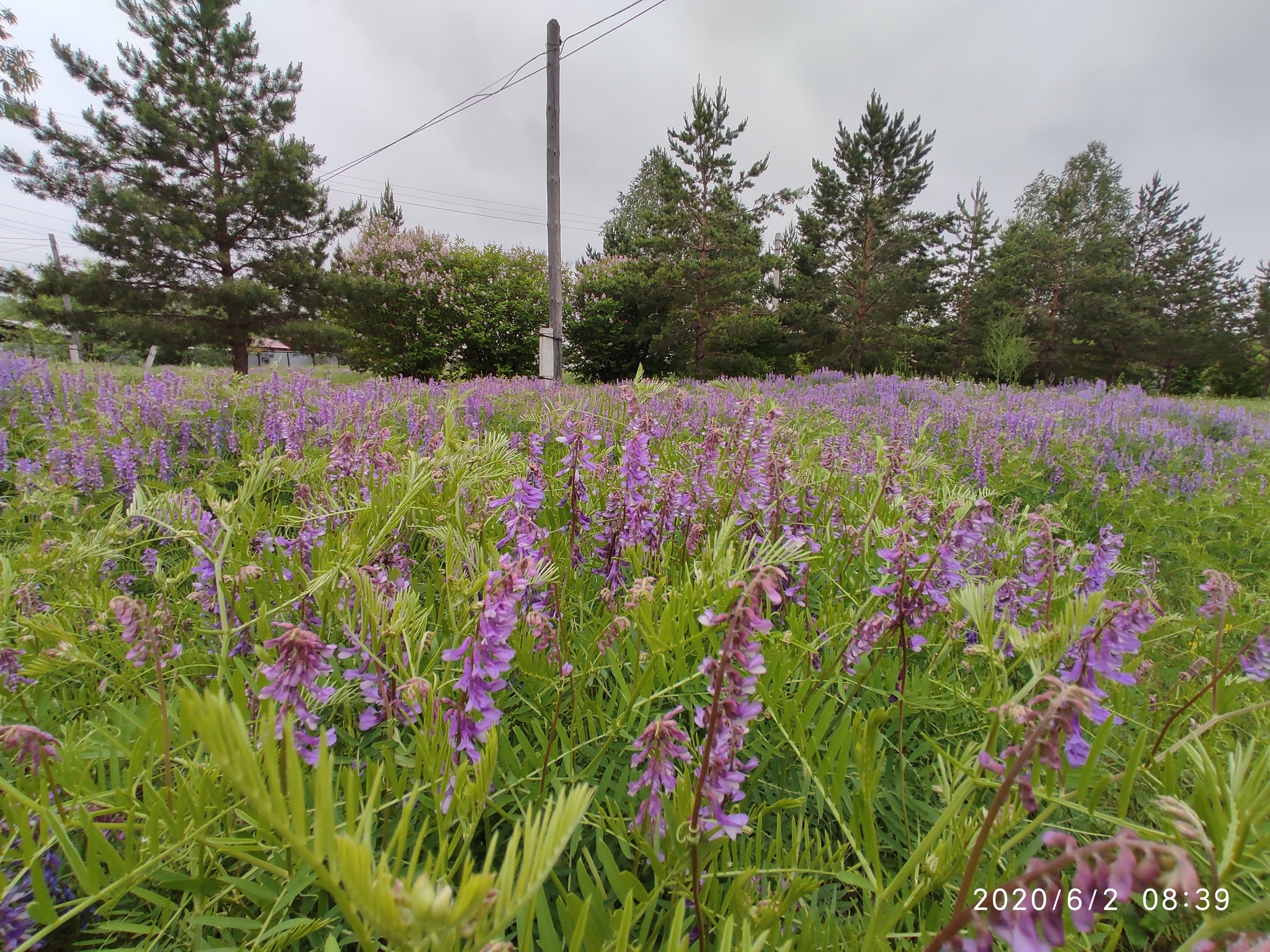 Flowers of the Urals - My, Flowers, Mobile photography, Meadow, edge, Longpost