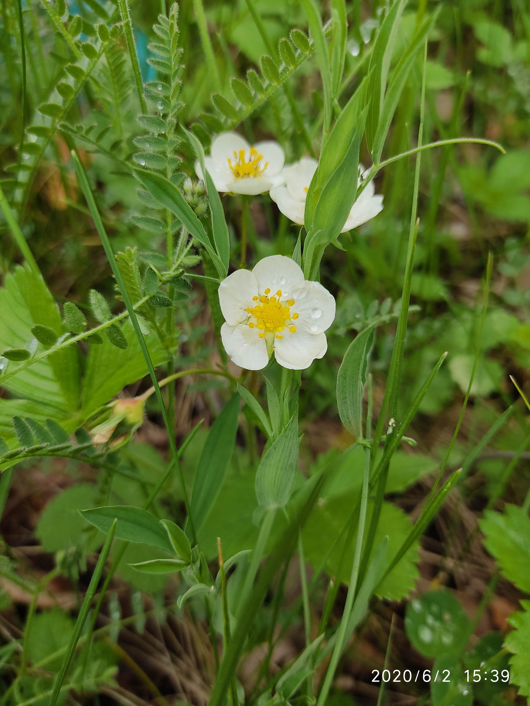 Flowers of the Urals - My, Flowers, Mobile photography, Meadow, edge, Longpost