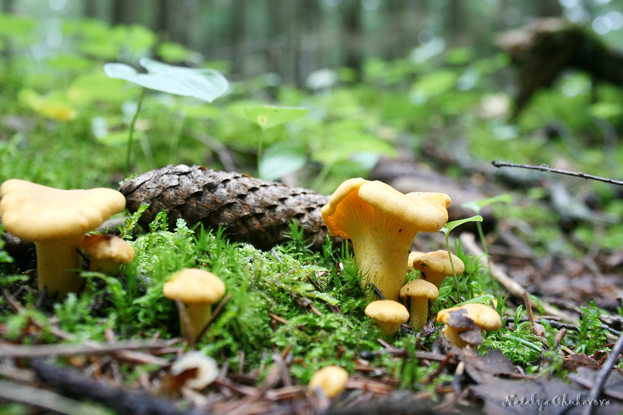 Лисичка обыкновенная, Cantharellus cibarius | Пикабу