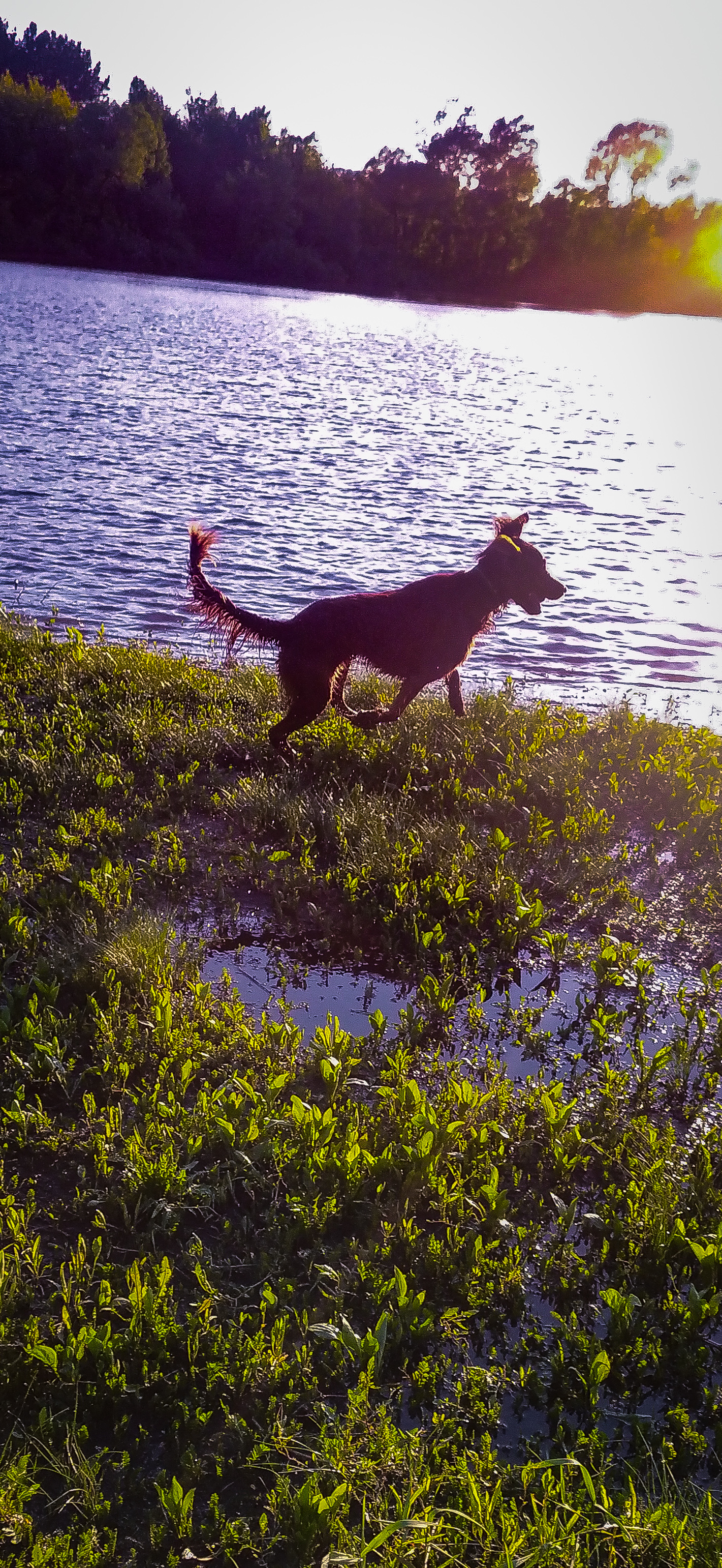 Elusive dog - My, Dog, Irish Setter, Mobile photography, Longpost
