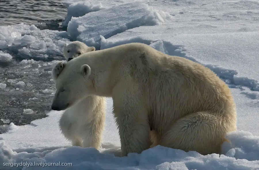 Invasion of the bear's domain... - The Bears, Polar bear, Icebreaker, Ice, Arctic, North, The photo