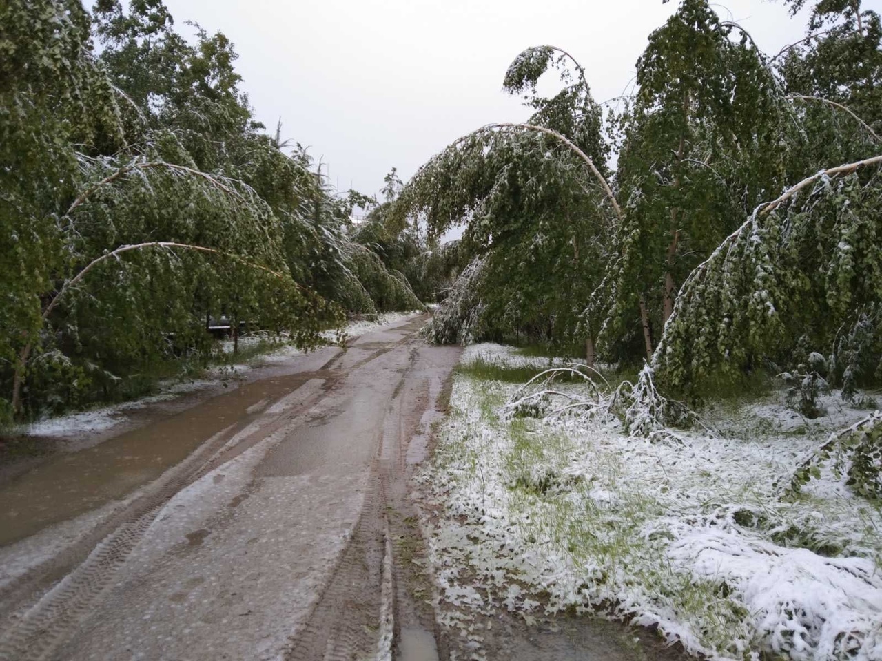 Г. Радужный, ХМАО - лето пришло | Пикабу