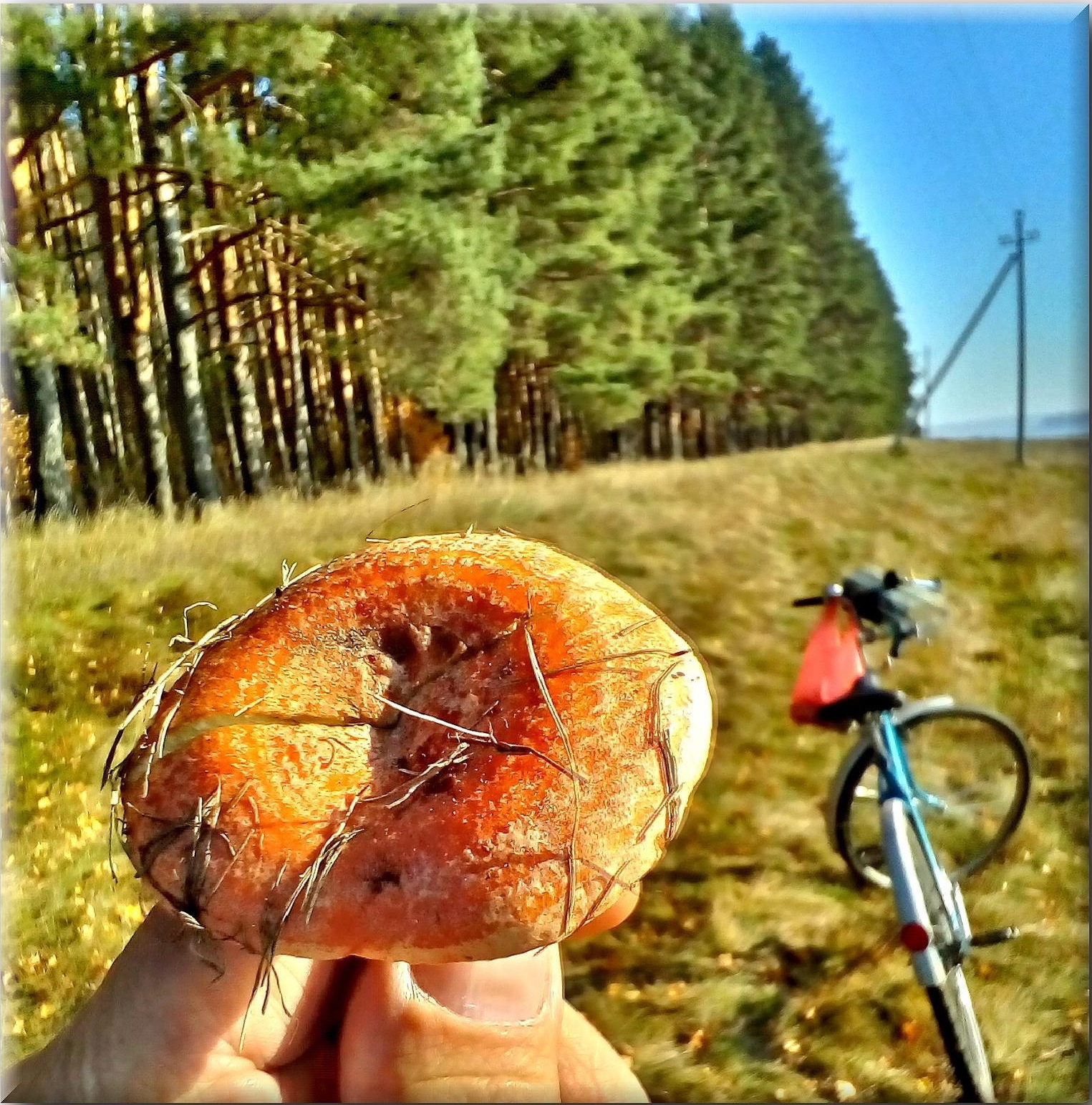 June 3 is World Bicycle Day! - My, A bike, Holidays, Seasons, Longpost