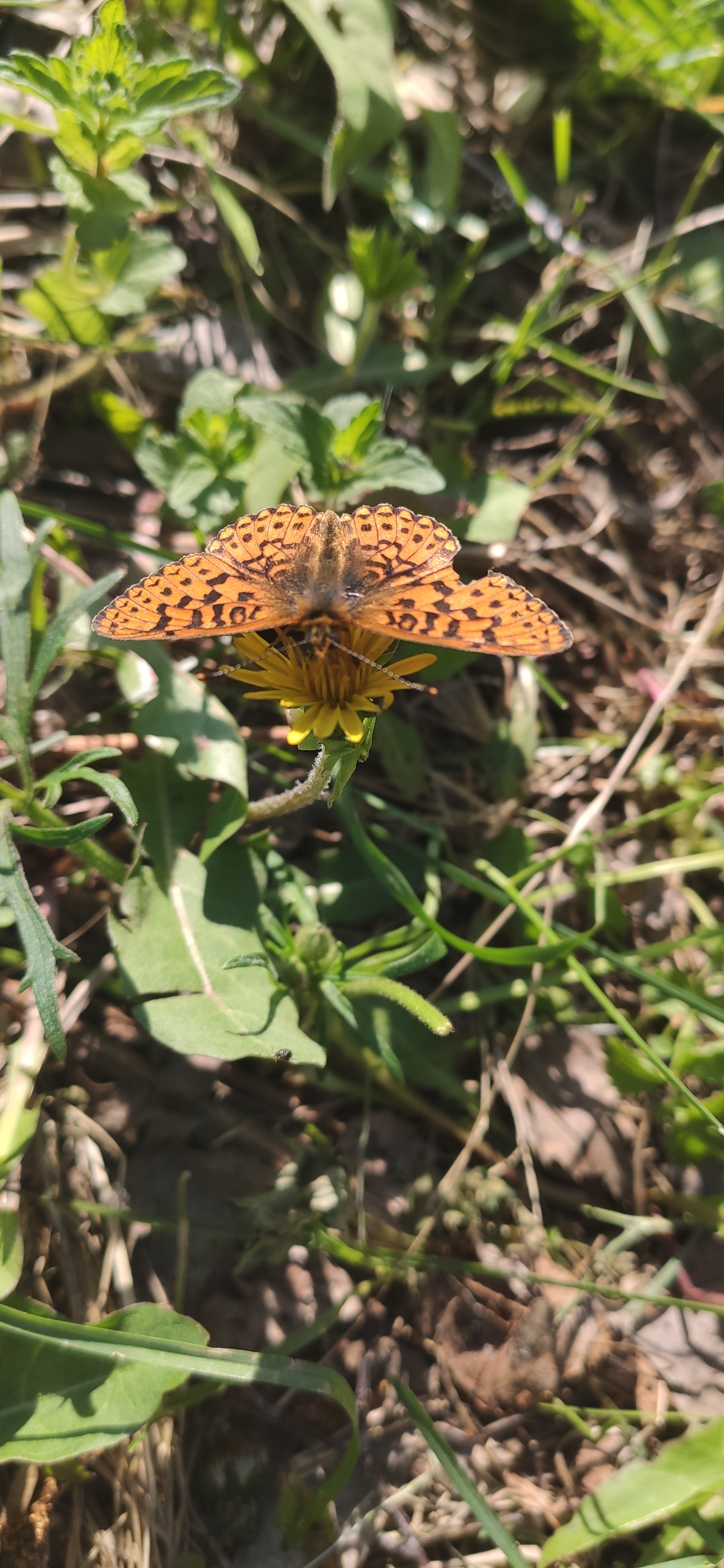 The amazing is nearby - My, Horses, Nature, beauty of nature, Longpost, Beavers, Lizard