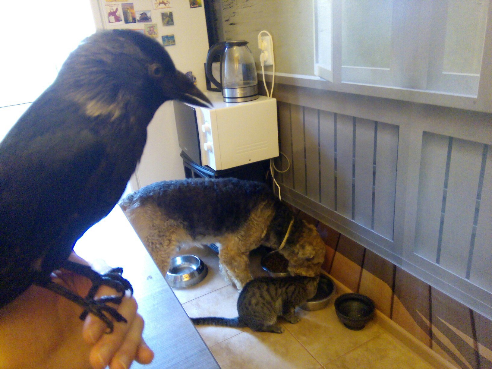 Jackdaw is indignant that he was not invited to the feast - My, Jackdaw, Bird in the house