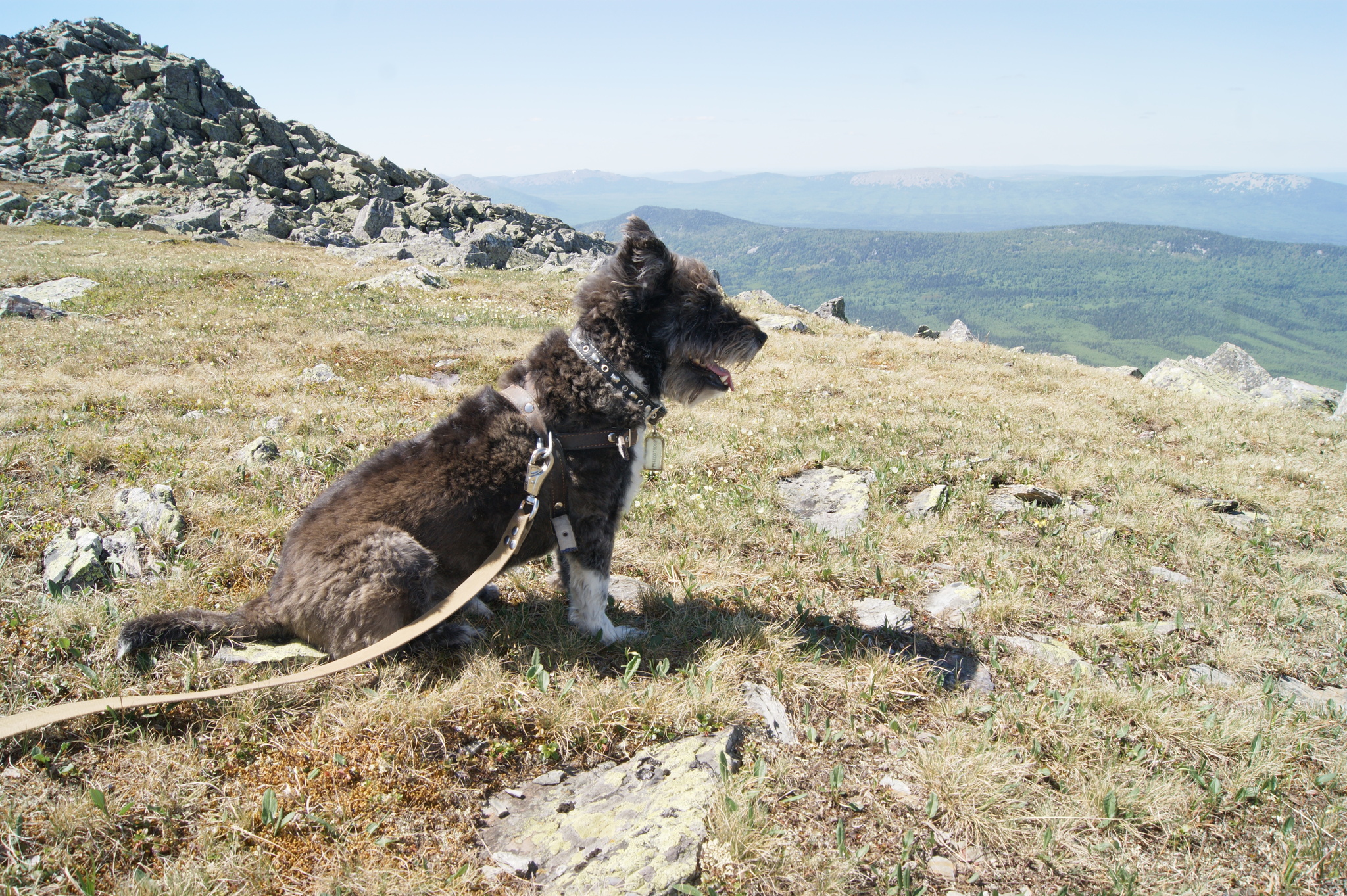 How does a dog's fur growth change if it is cut and washed? - Dog, Wool, Стрижка, It Was-It Was, Longpost