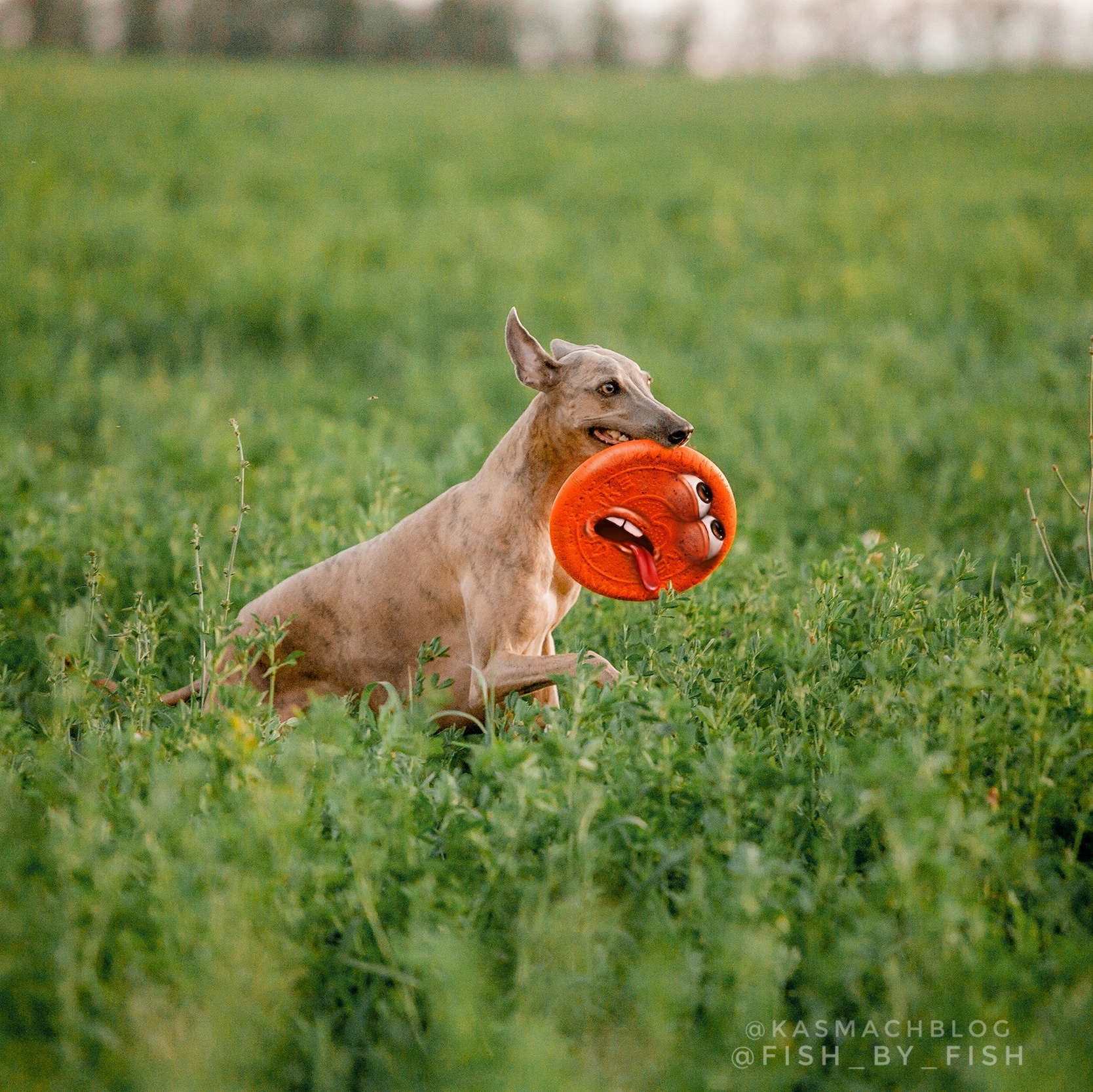 The secret life of dog toys... - My, Dog, The history of toys, Zoopsychology, Cynology, Games, Dog lovers, Dog days, Longpost