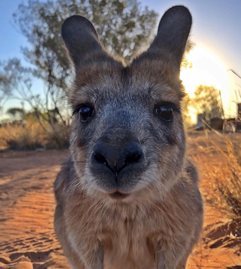 Animal News - Kangaroo, Animal Rescue, Wild animals, Milota, Help, Camels, Kindness, Australia, Longpost