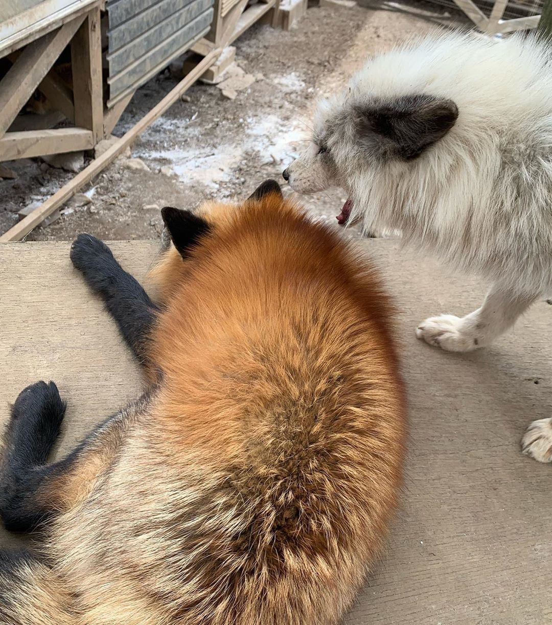 Get up! - Fox, Fox Village, Animals, Wild animals, The photo